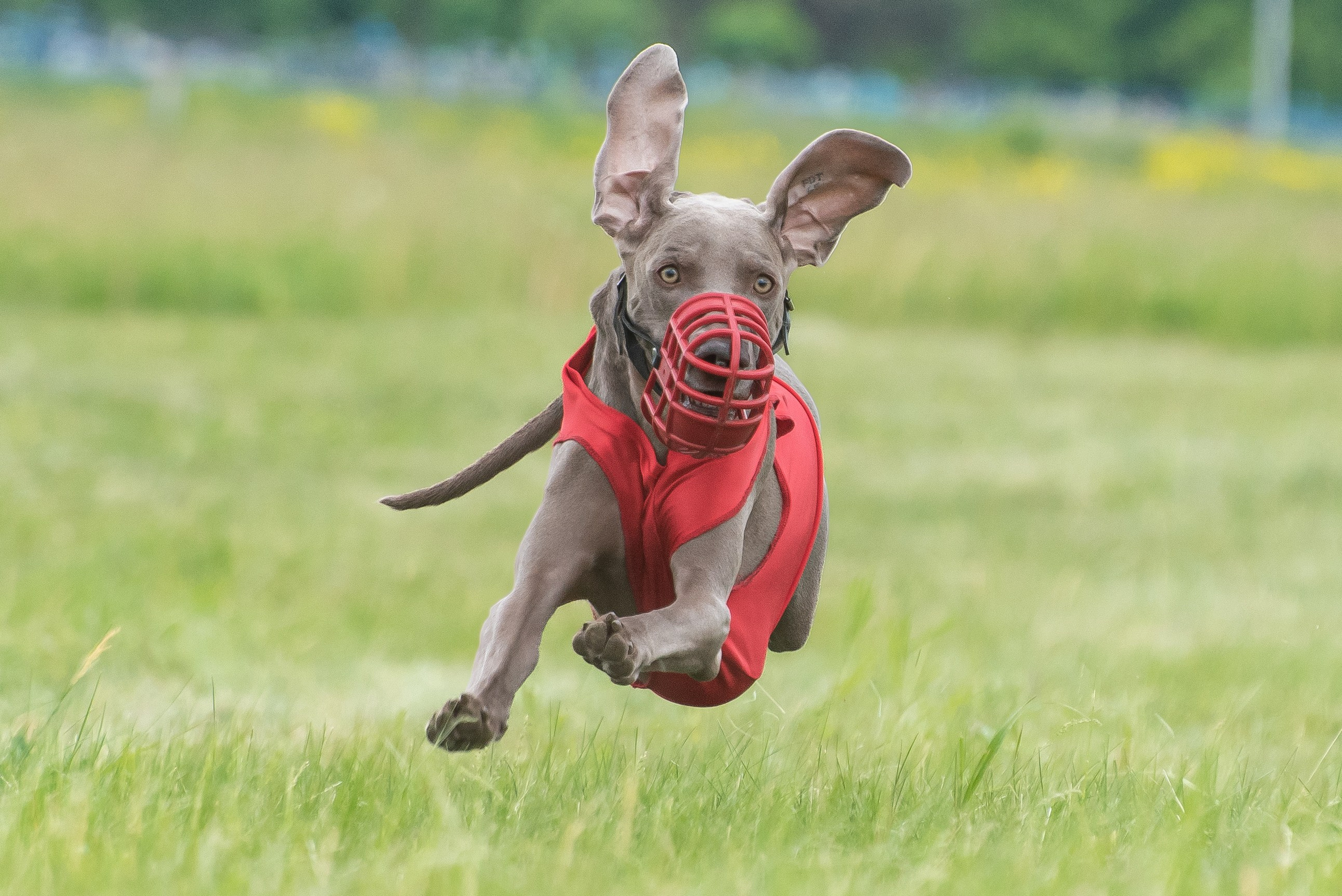 Спортивный фотограф анималист курсинг. Фотограф Макс Огурцов в Нижнем Новгороде