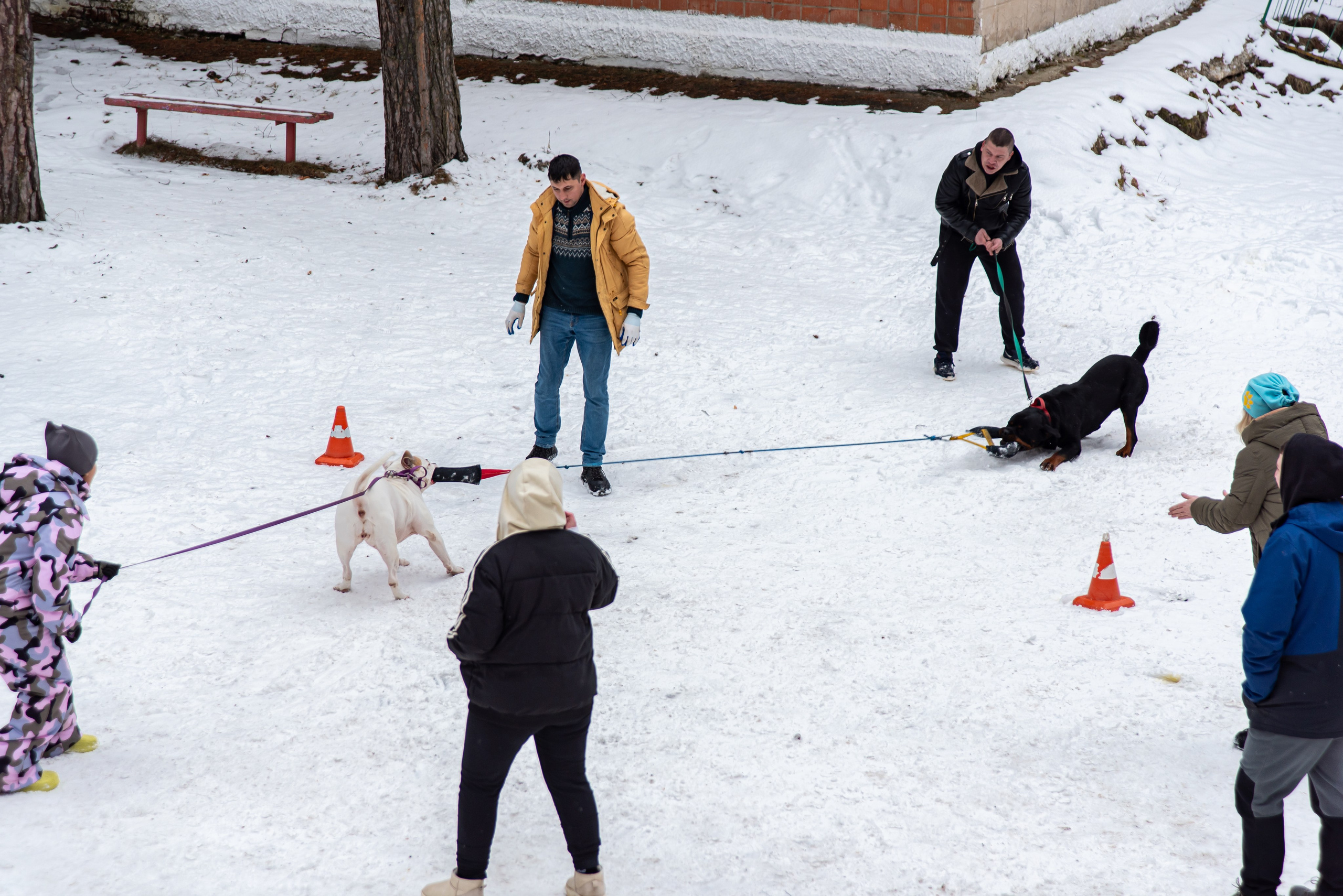 Фотосъёмка с собаками в Кинологическом лагере. Фотограф Макс Огурцов в Нижнем Новгороде