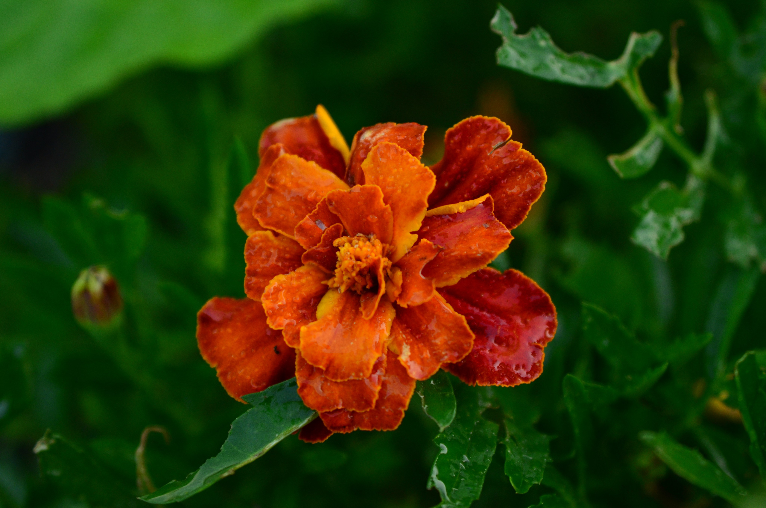 Дары природы. Фотограф viktor viktor