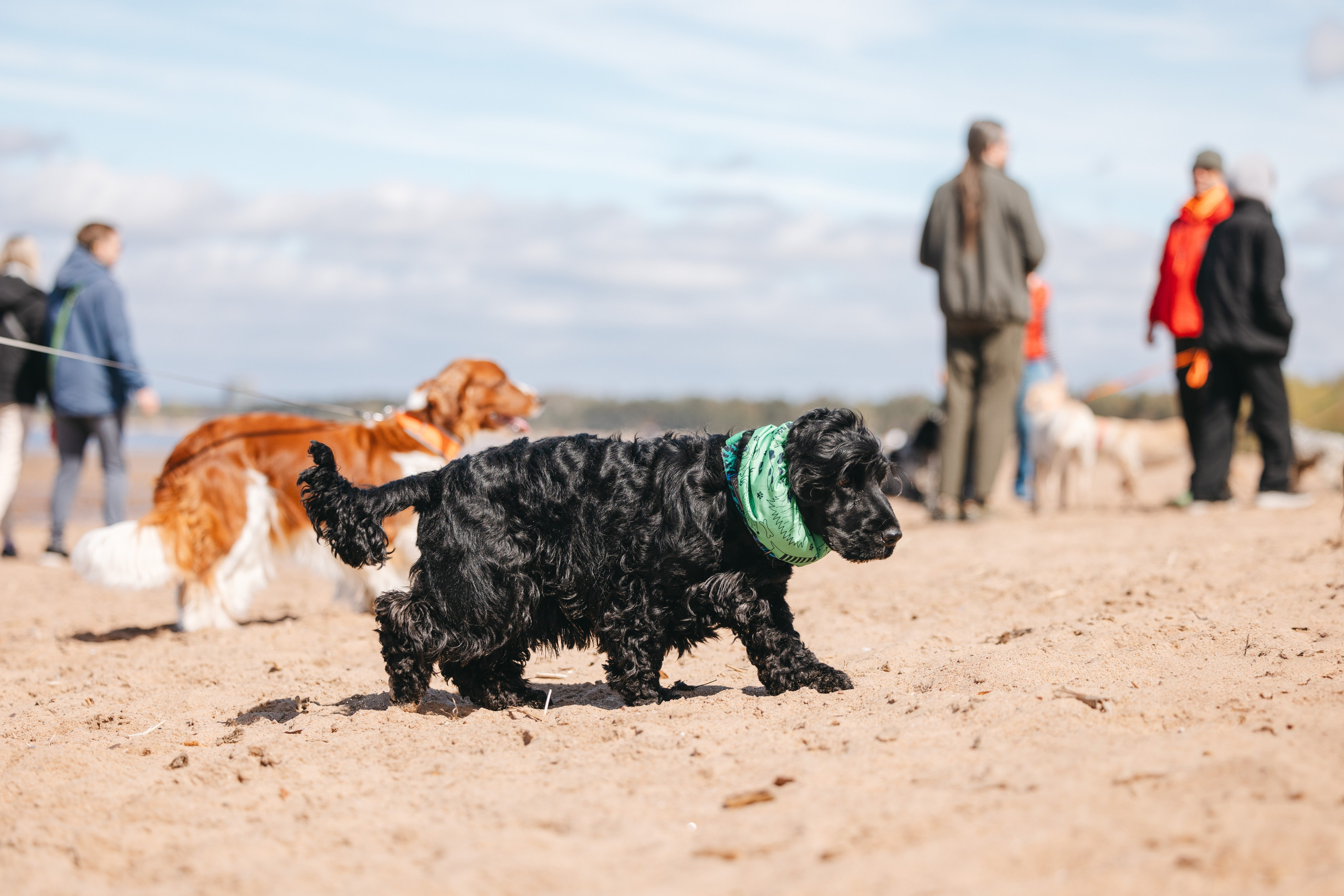 Спанимания. Фотограф анималист Осипчикова Мария
