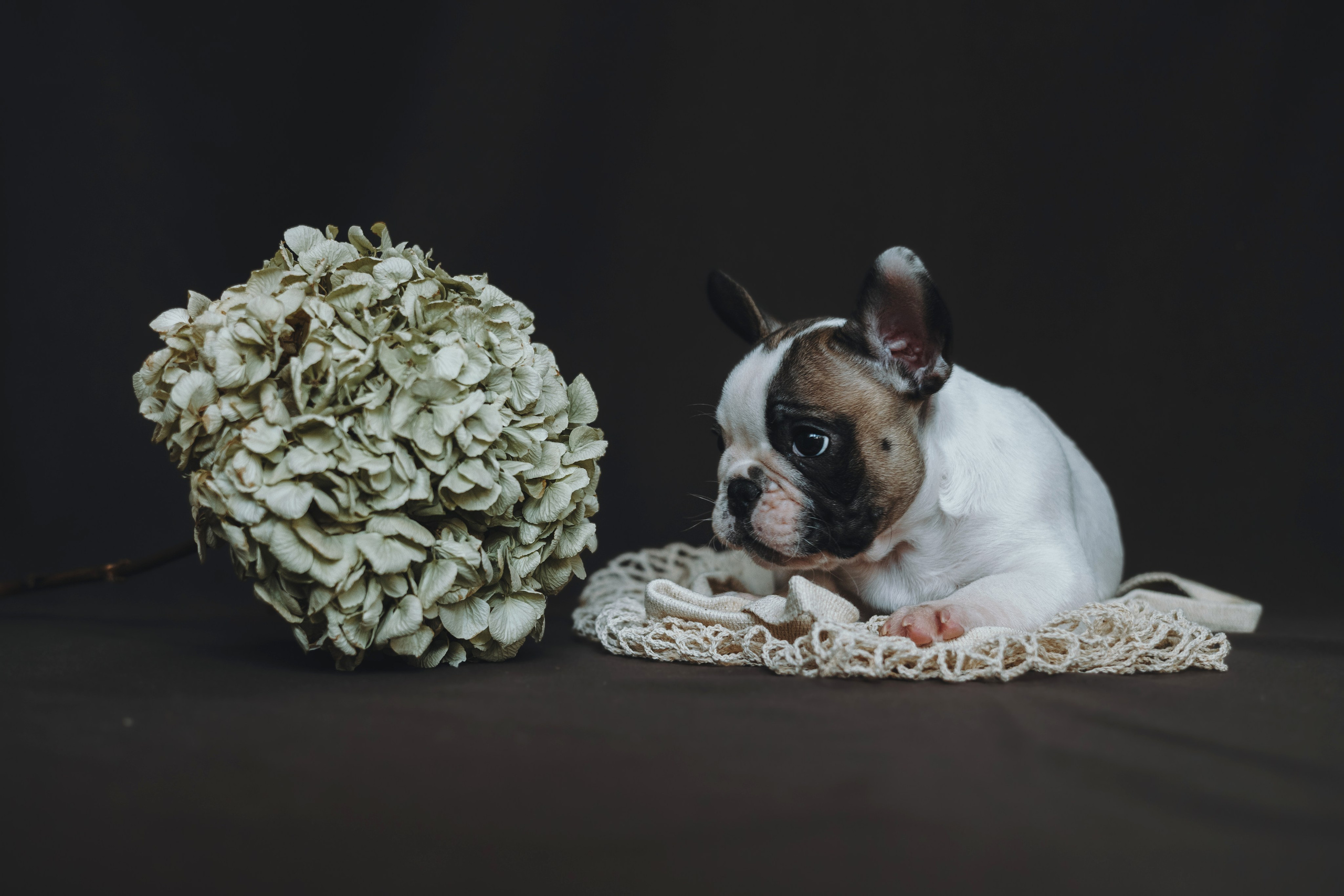 Щеночки. Фотограф — анималист Владивосток, Алина