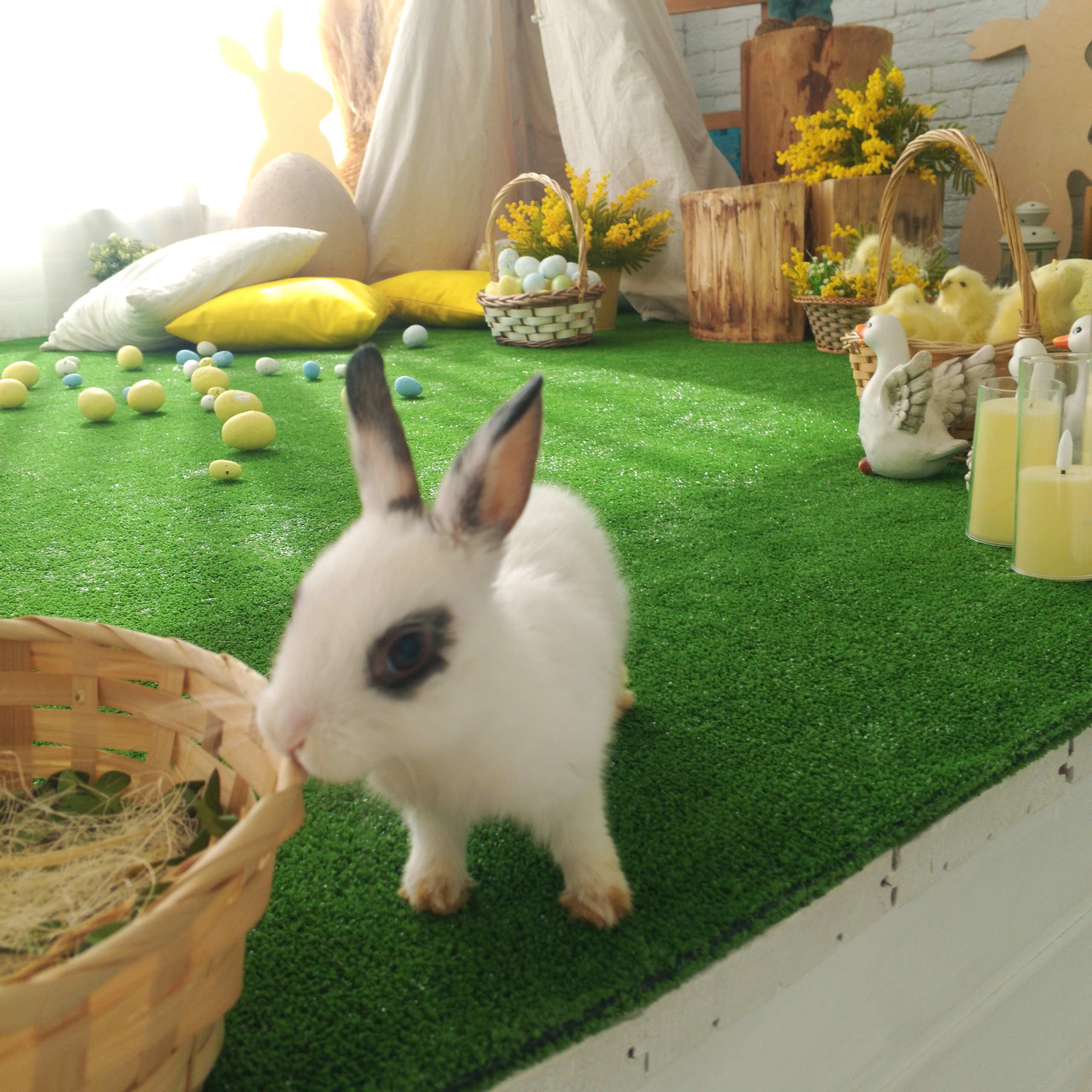 Съемка для Всероссийского журнала @momshistory с милыми пушистыми кроликами. Самоед Новосибирск