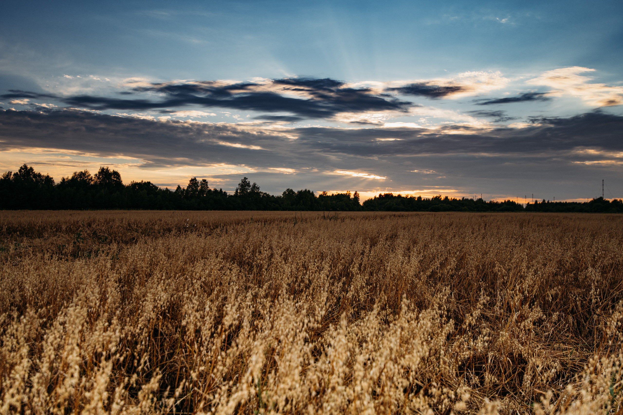 Рожь. Фотограф г. Хабаровск