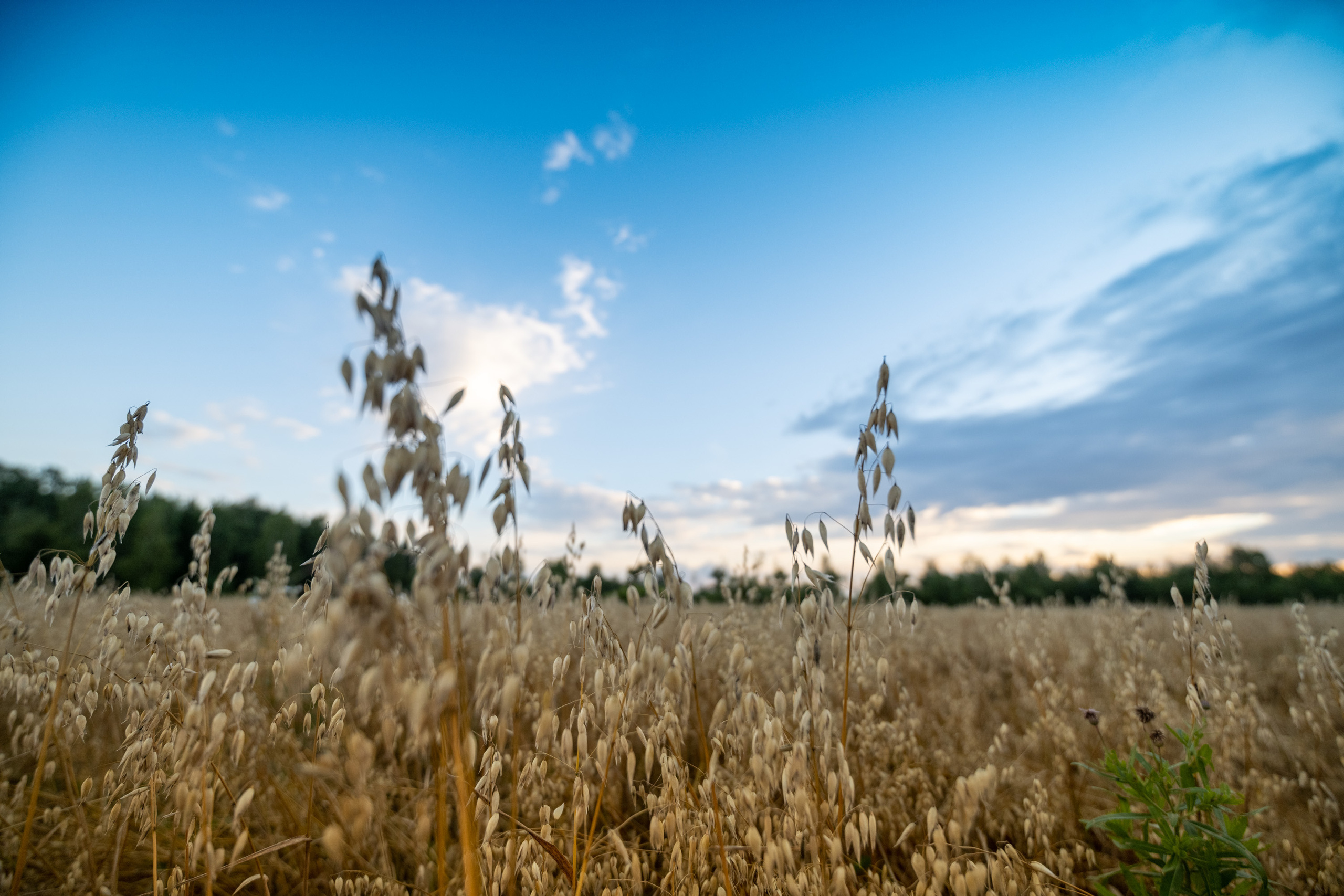 Рожь. Фотограф г. Хабаровск