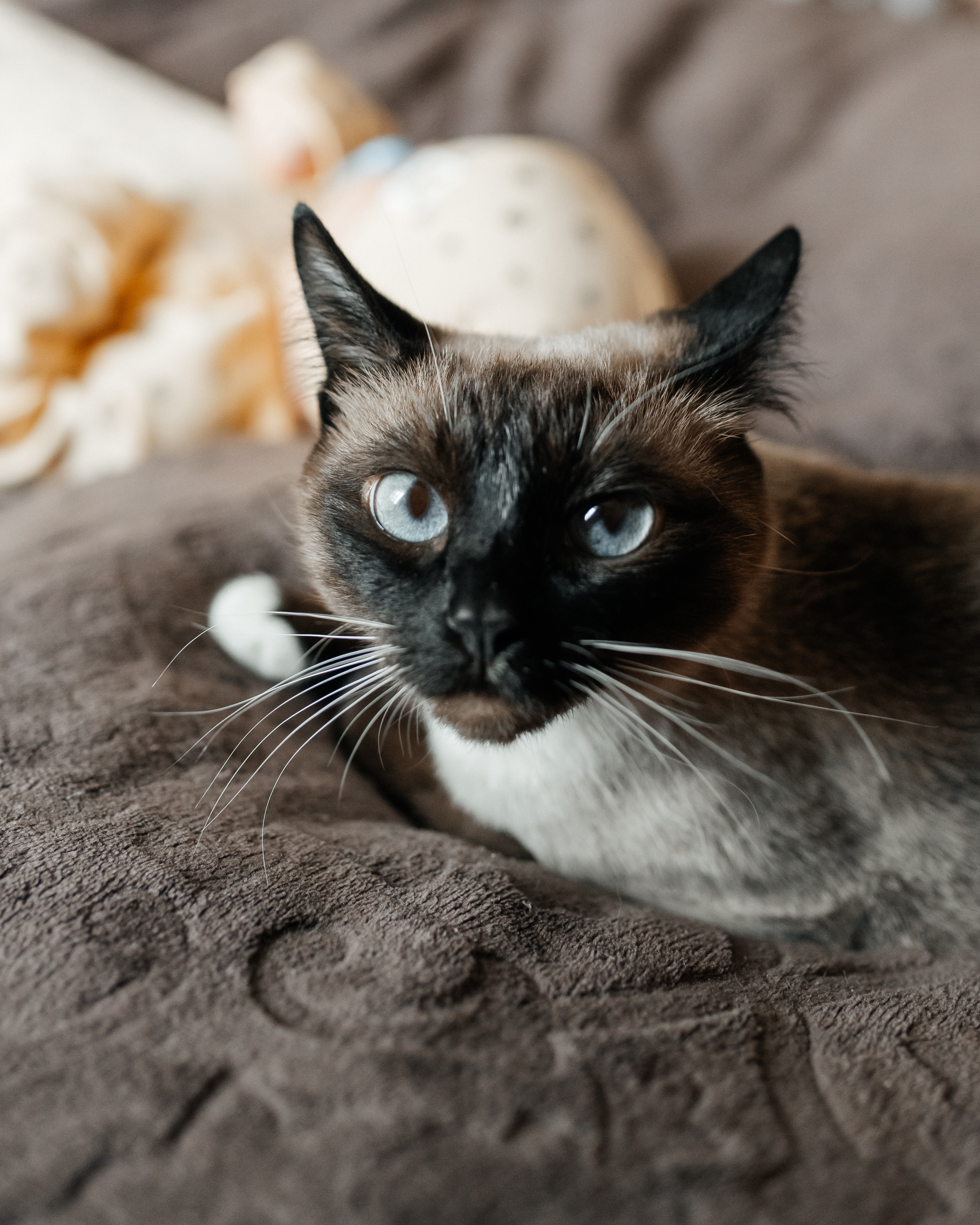 Агаша 2 мес. Фотограф г. Хабаровск