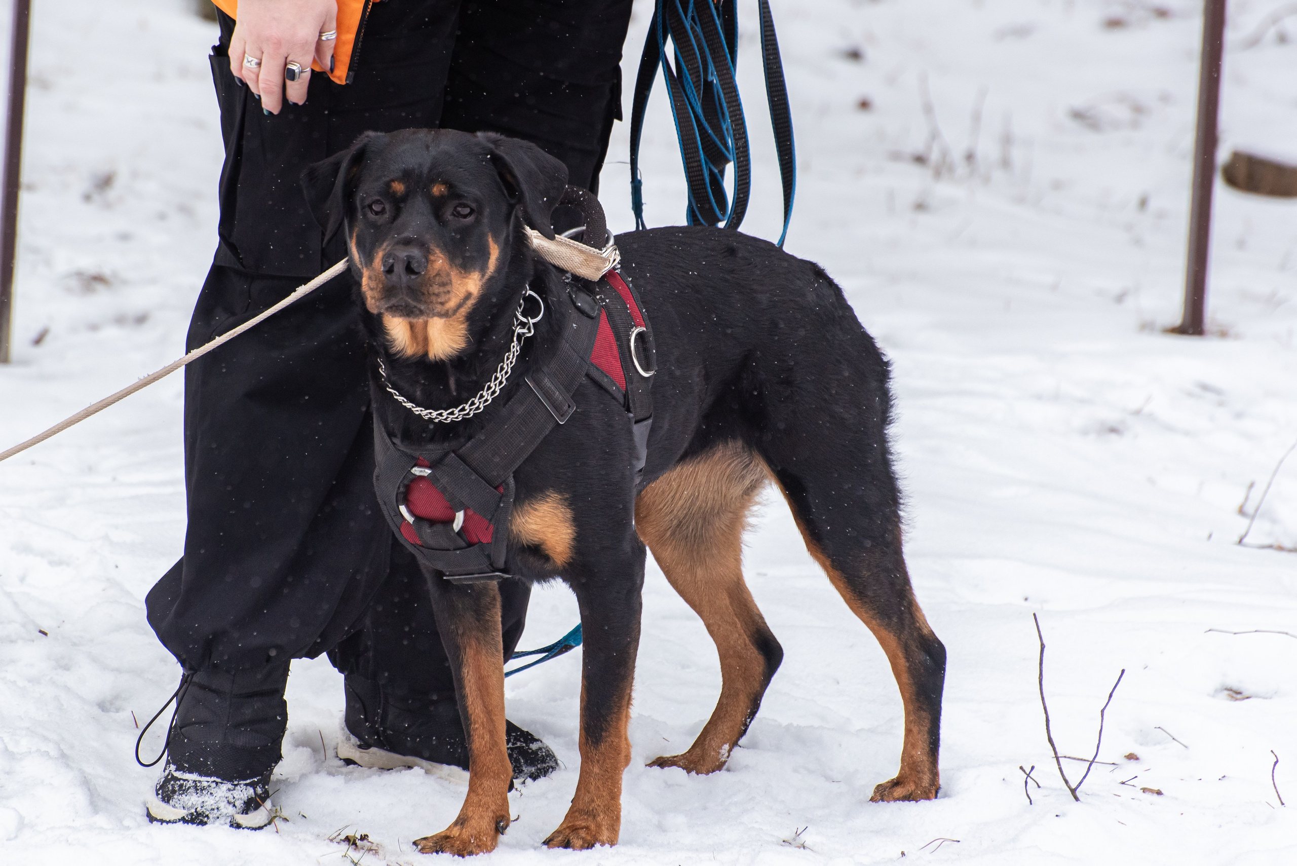 Фотосъёмка с собаками в Кинологическом лагере. Фотограф Макс Огурцов в Нижнем Новгороде
