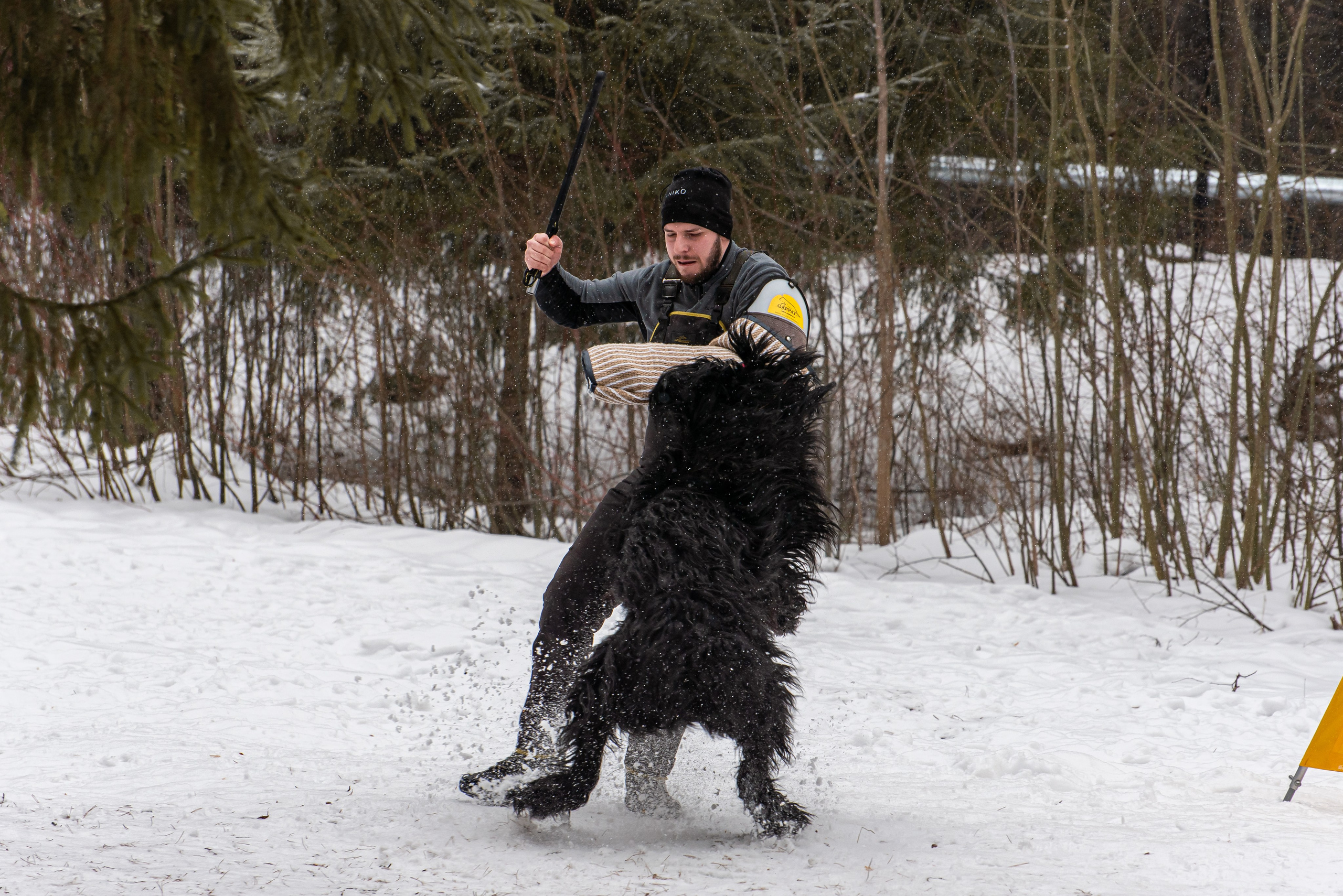 Фотосъёмка с собаками в Кинологическом лагере. Фотограф Макс Огурцов в Нижнем Новгороде