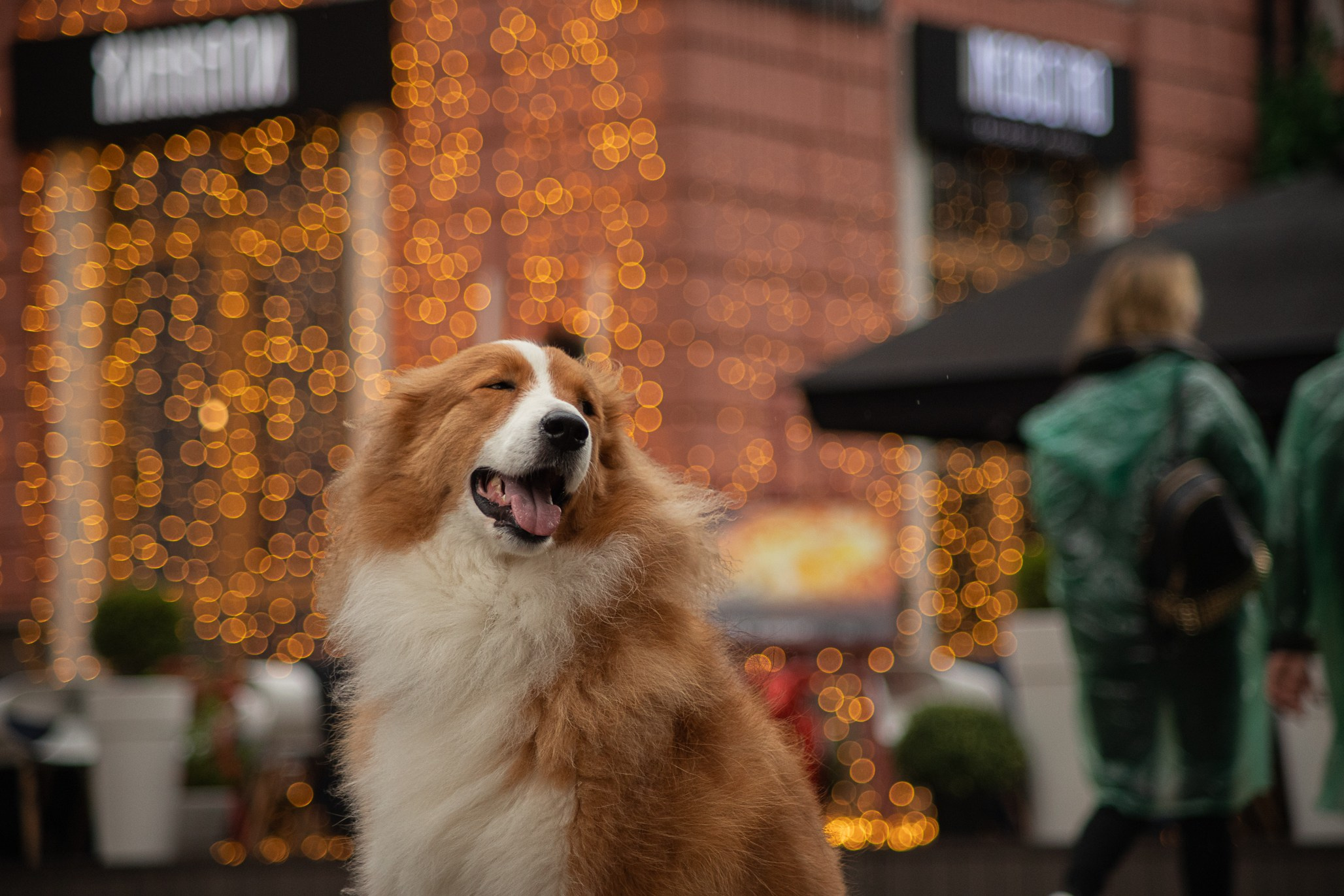 Терри, метис. Ирина Голомб|Фотограф-анималист в  Сочи и Калининграде