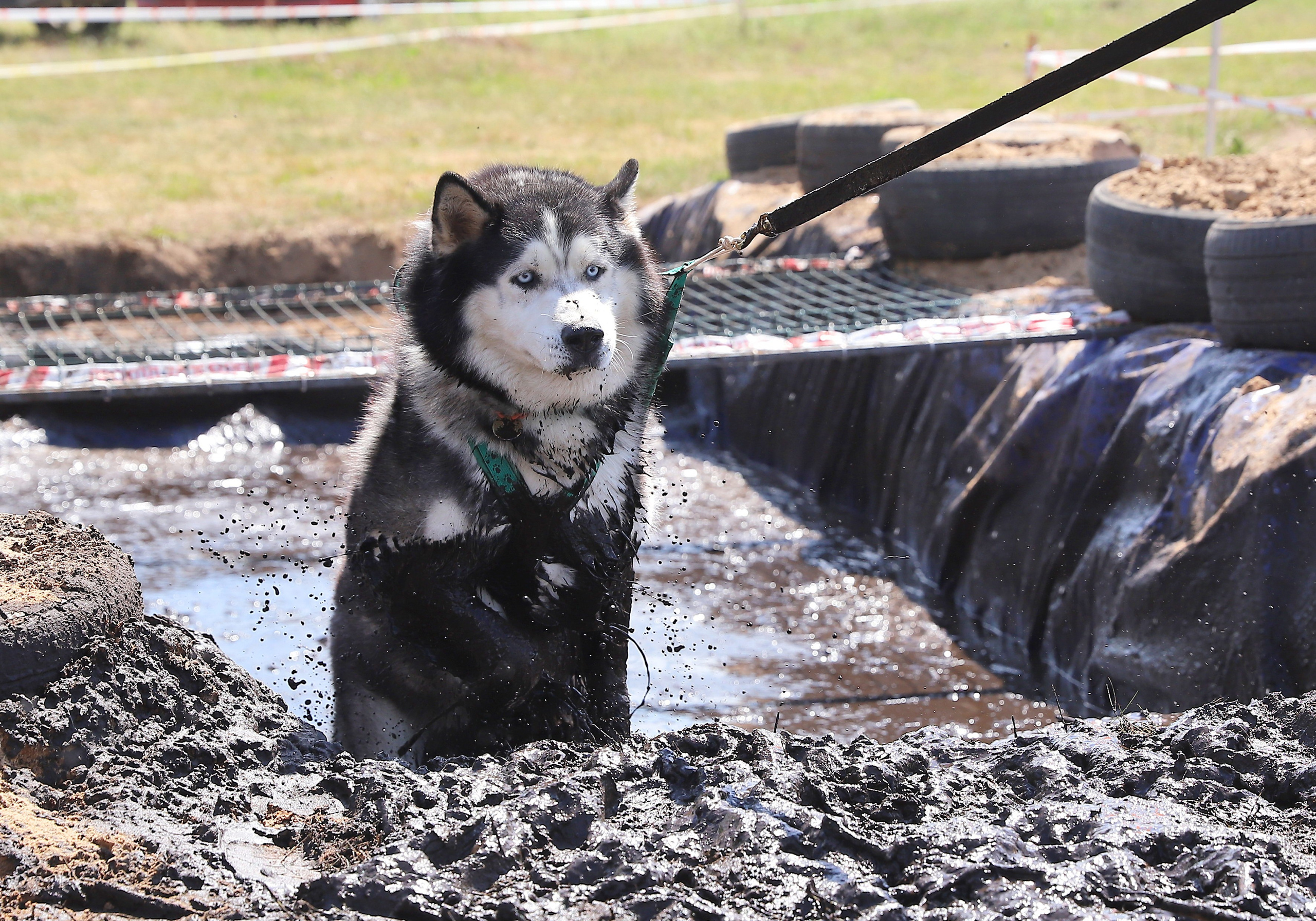 Хвостатый драйв. Семейный и детский фотограф в Москве и МО Елена Москвичева