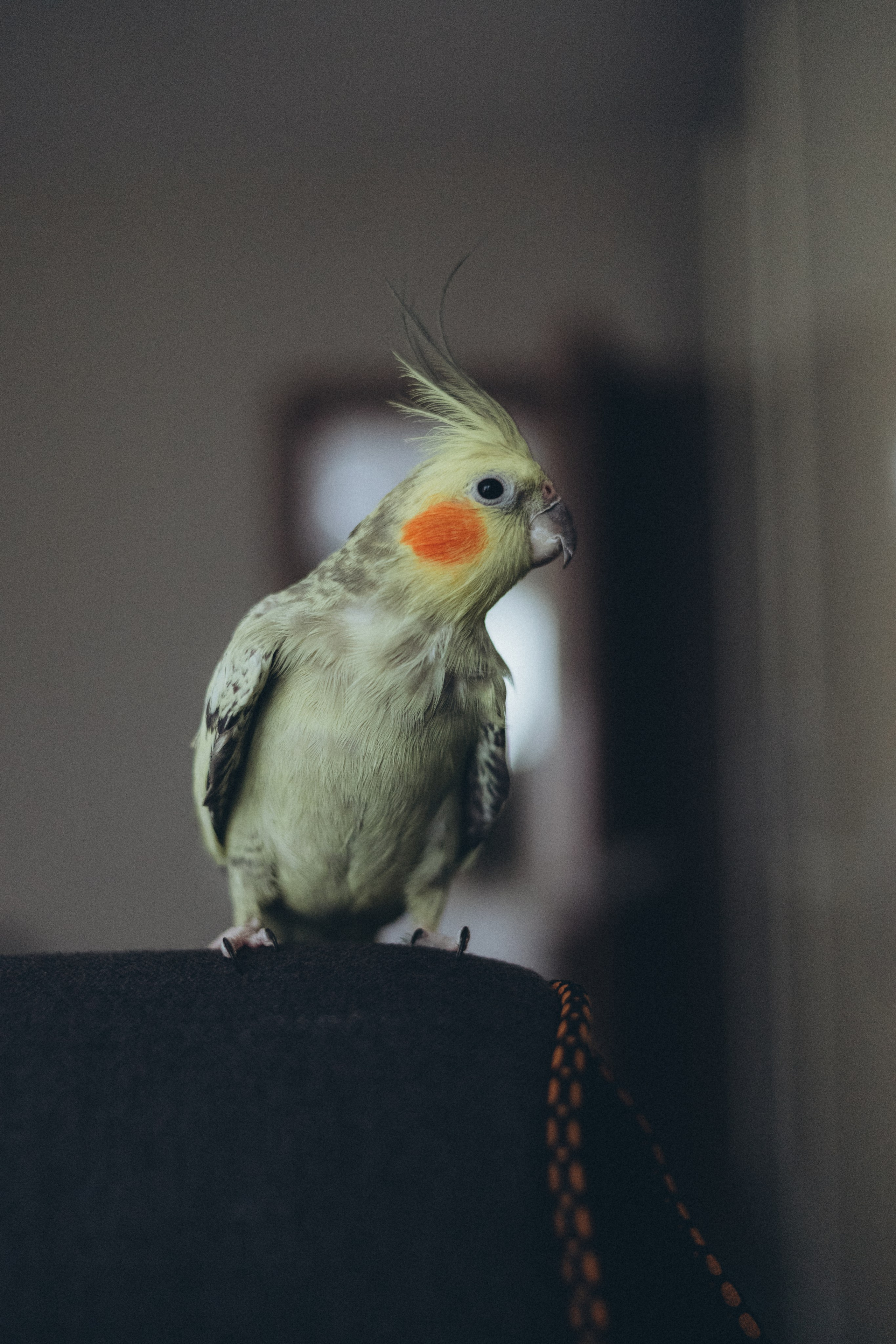 Родион. Семейный фотограф новорожденных УФА Гульнара Зиновьева