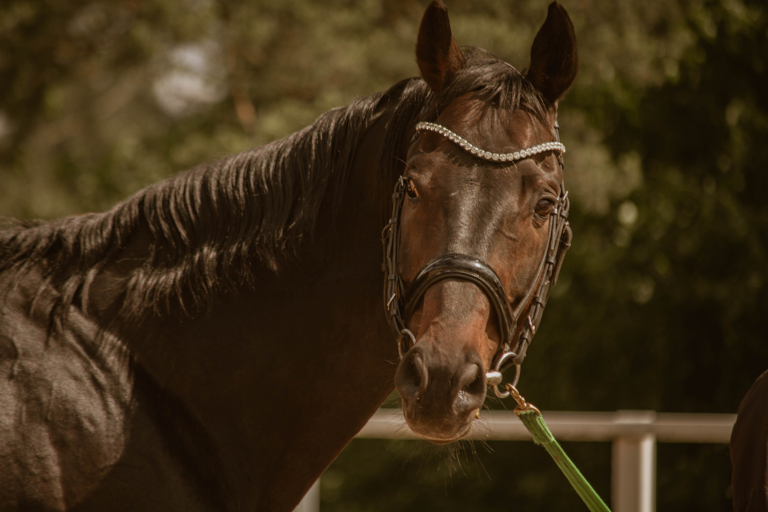 ИППОСФЕРА — Международная конная выставка. Создадим шедевр? Виталина и её фотоискусство