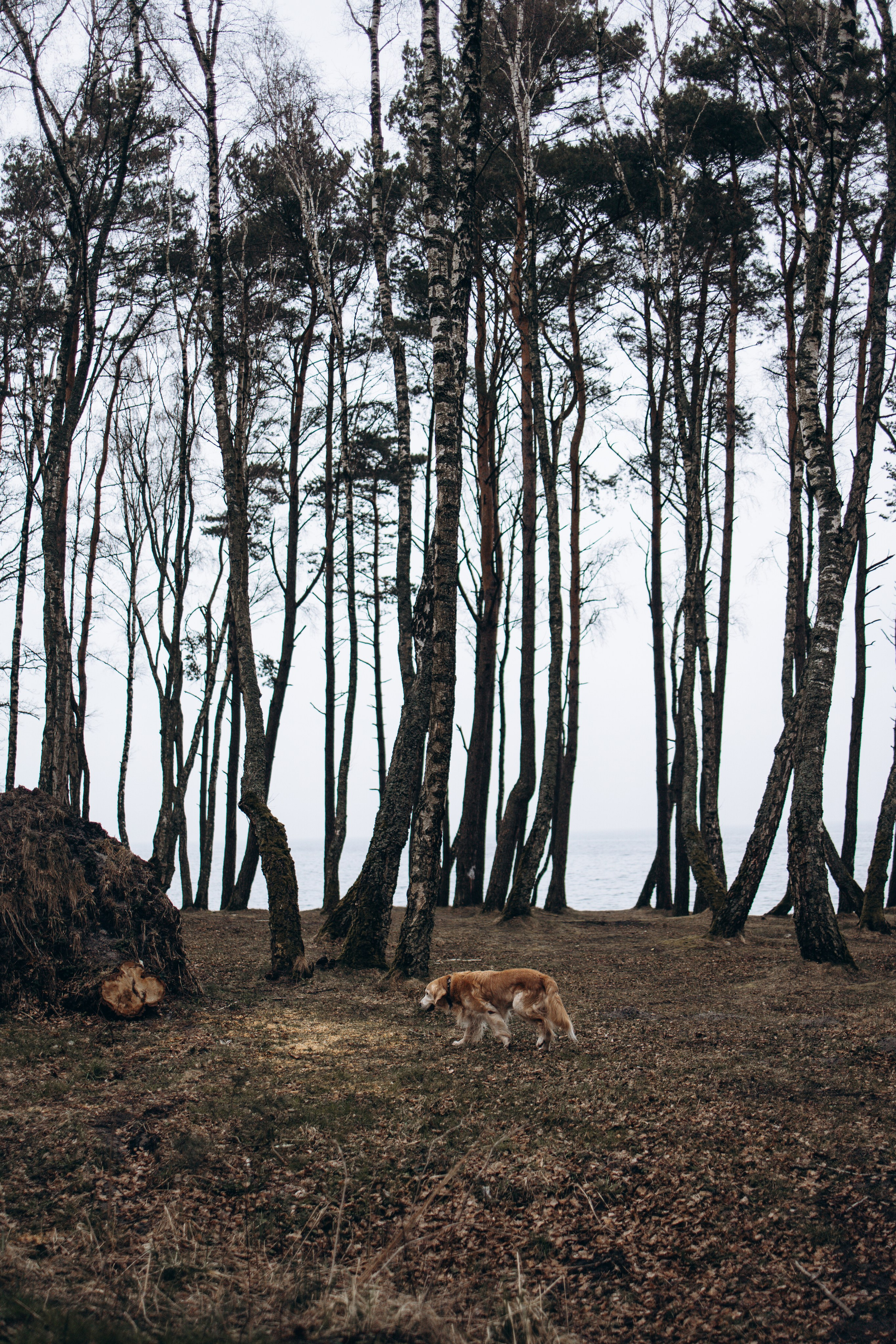 Юля и Максик. Фотограф — Анималист | Санкт-Петербург