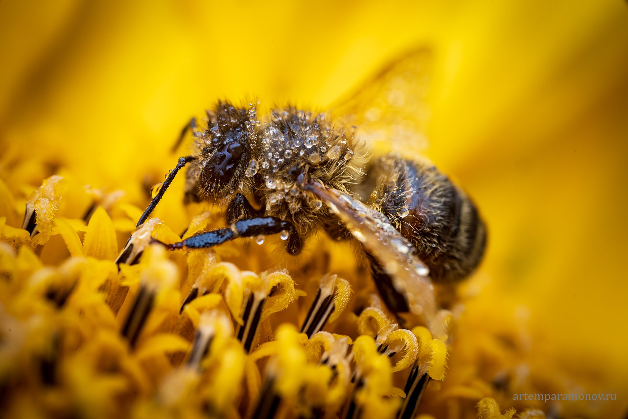 Макрофото. Фотохудожник Артём Парамонов