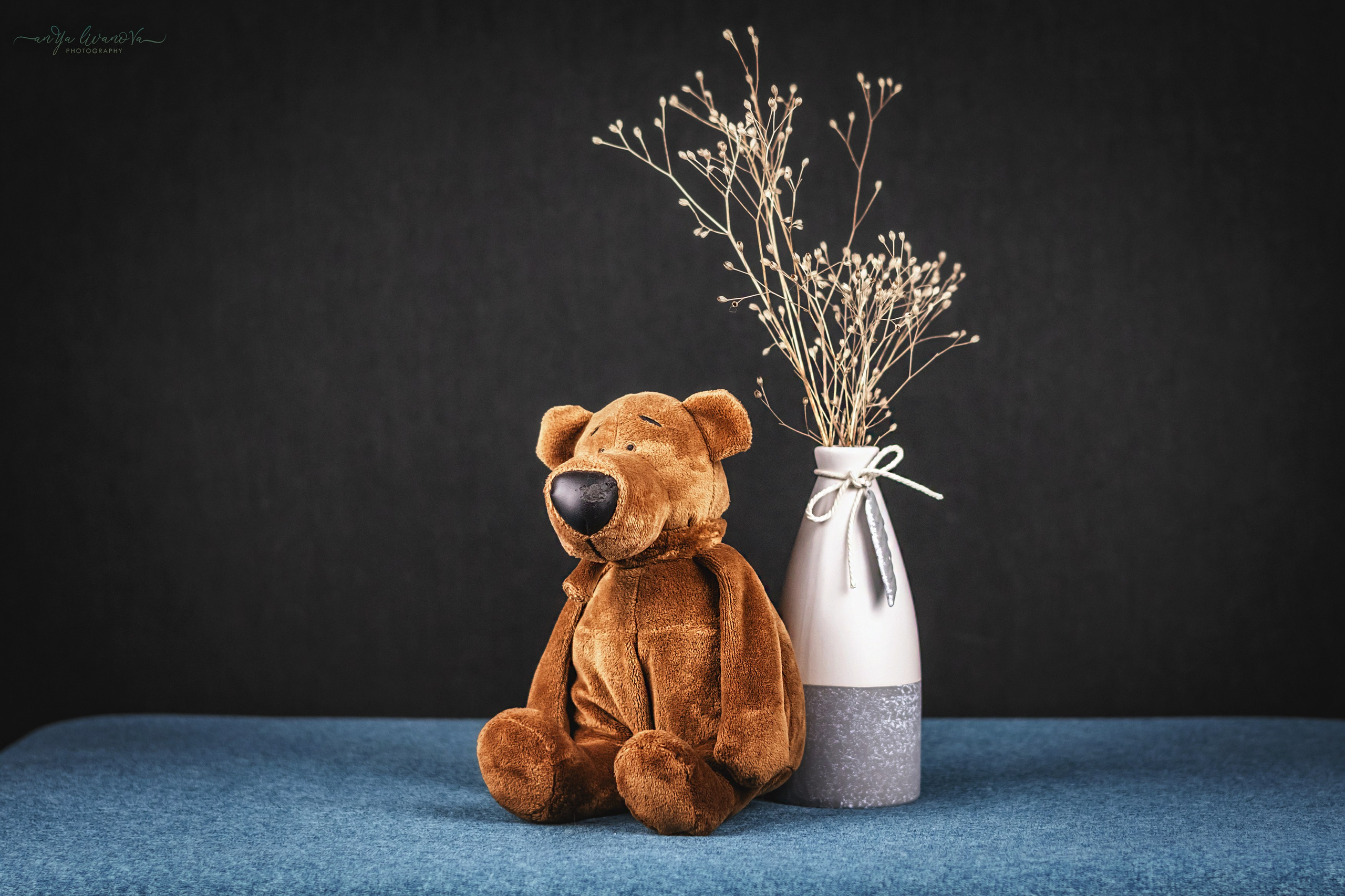 Серый фон. Фотограф анималист Аня Ливанова | Рыбинск