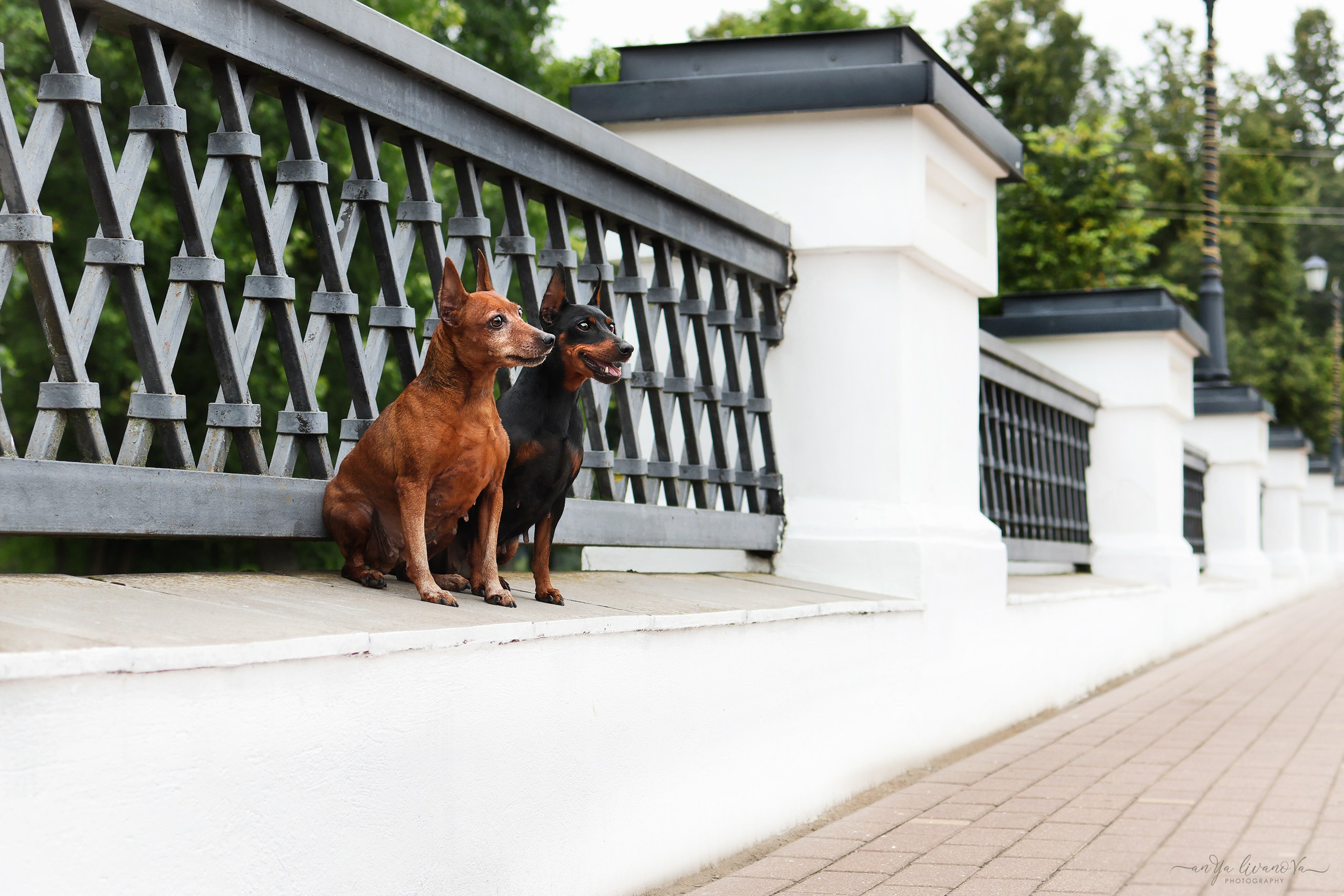 Ляля и Марфа. Фотограф анималист Аня Ливанова | Рыбинск