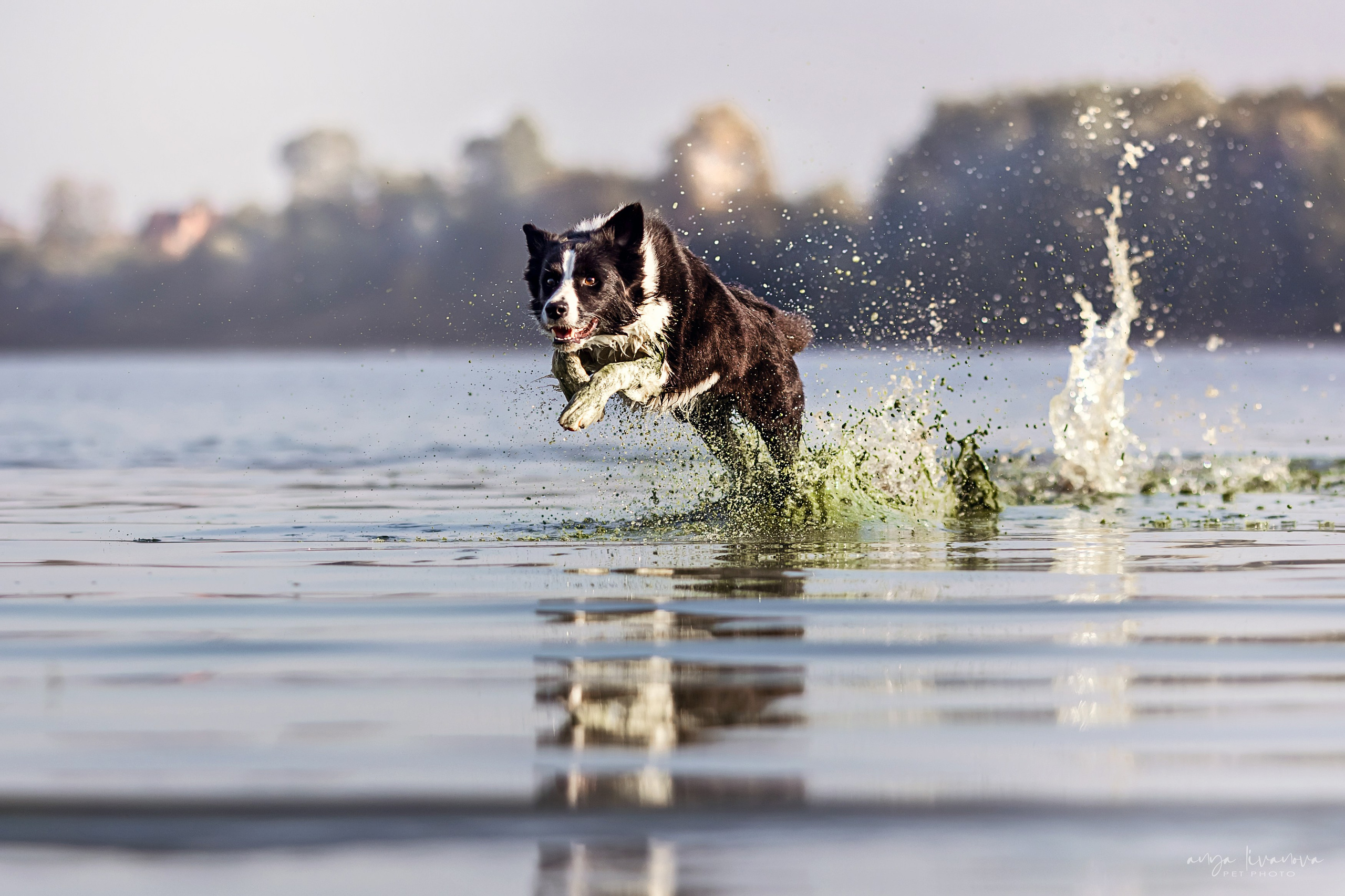 Алена и Майли. Фотограф анималист Аня Ливанова | Рыбинск