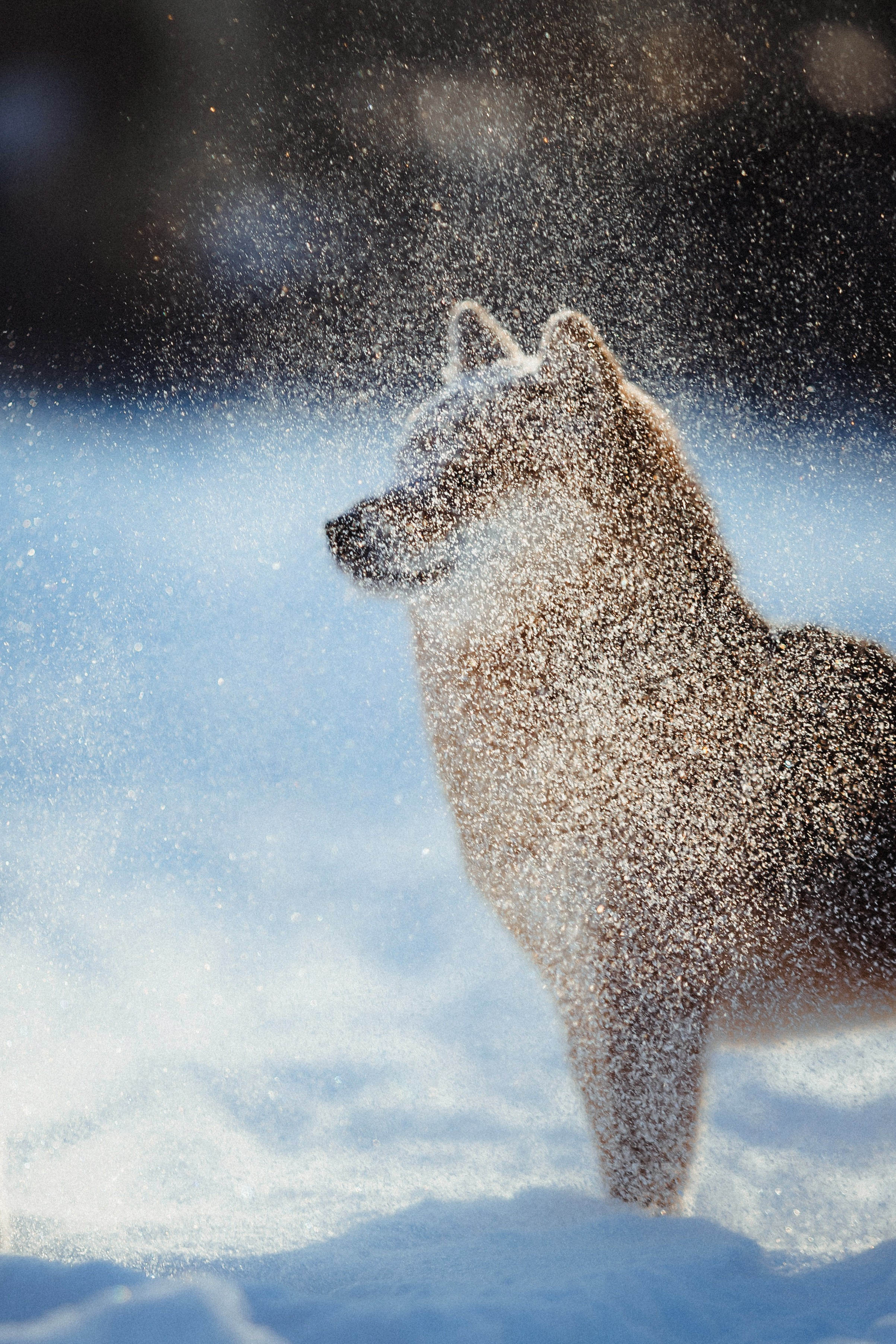 Шед, Цири и Ира