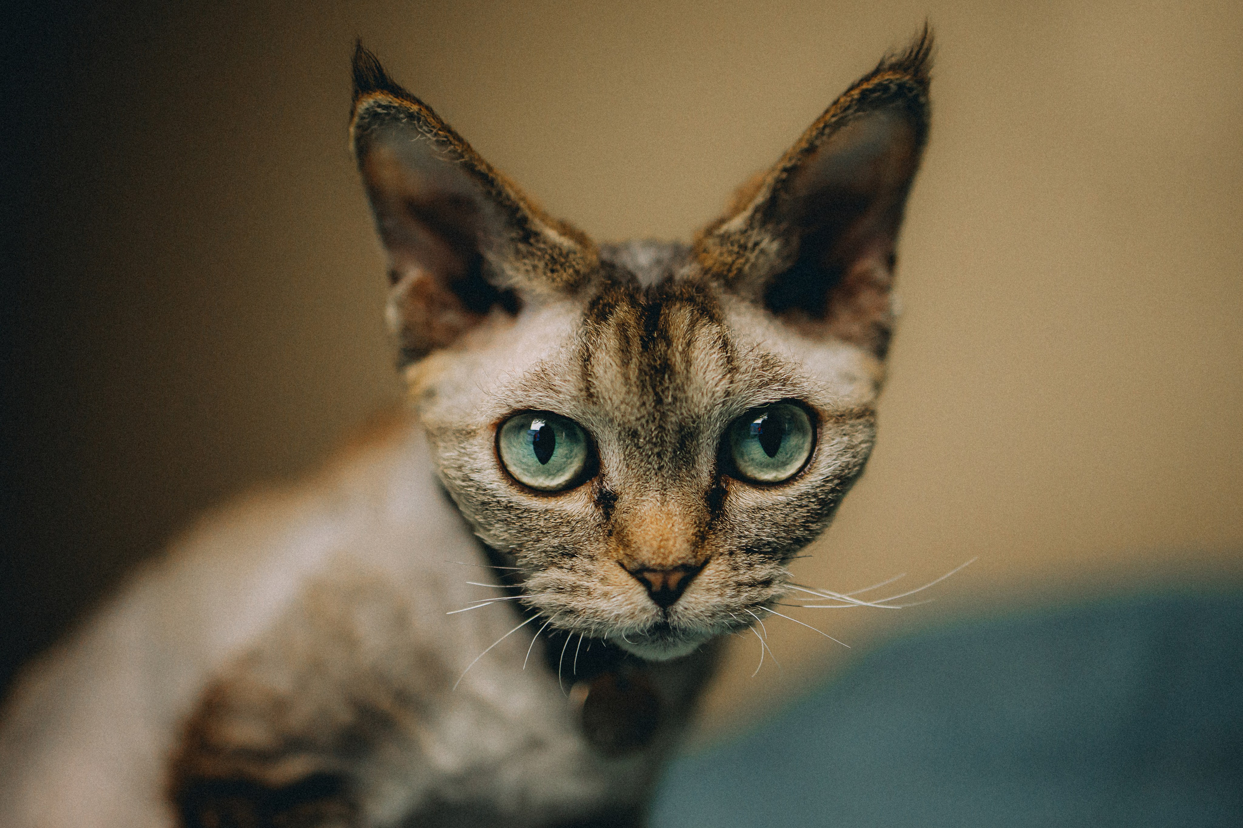 Гречка, Ковш и их семья