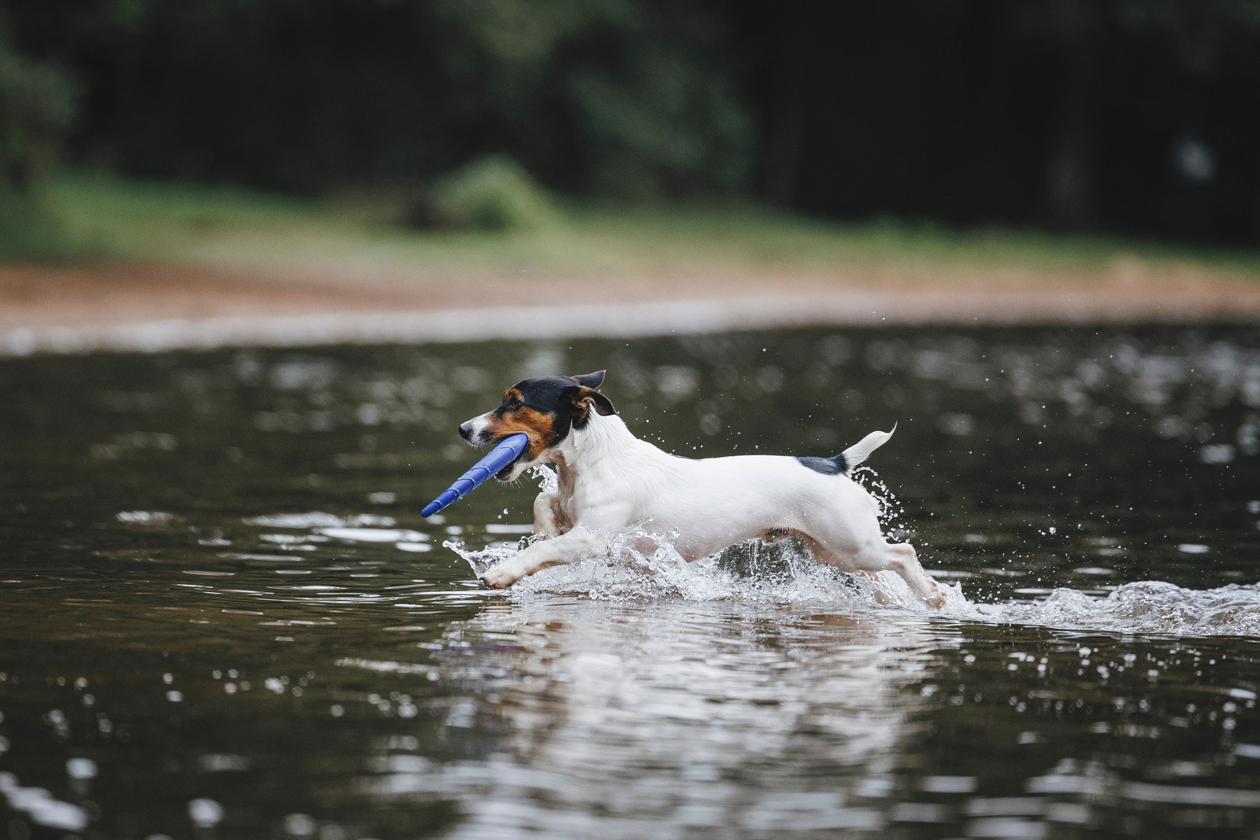 Ания и Ярик. Фотограф-анималист Анна Маринич
