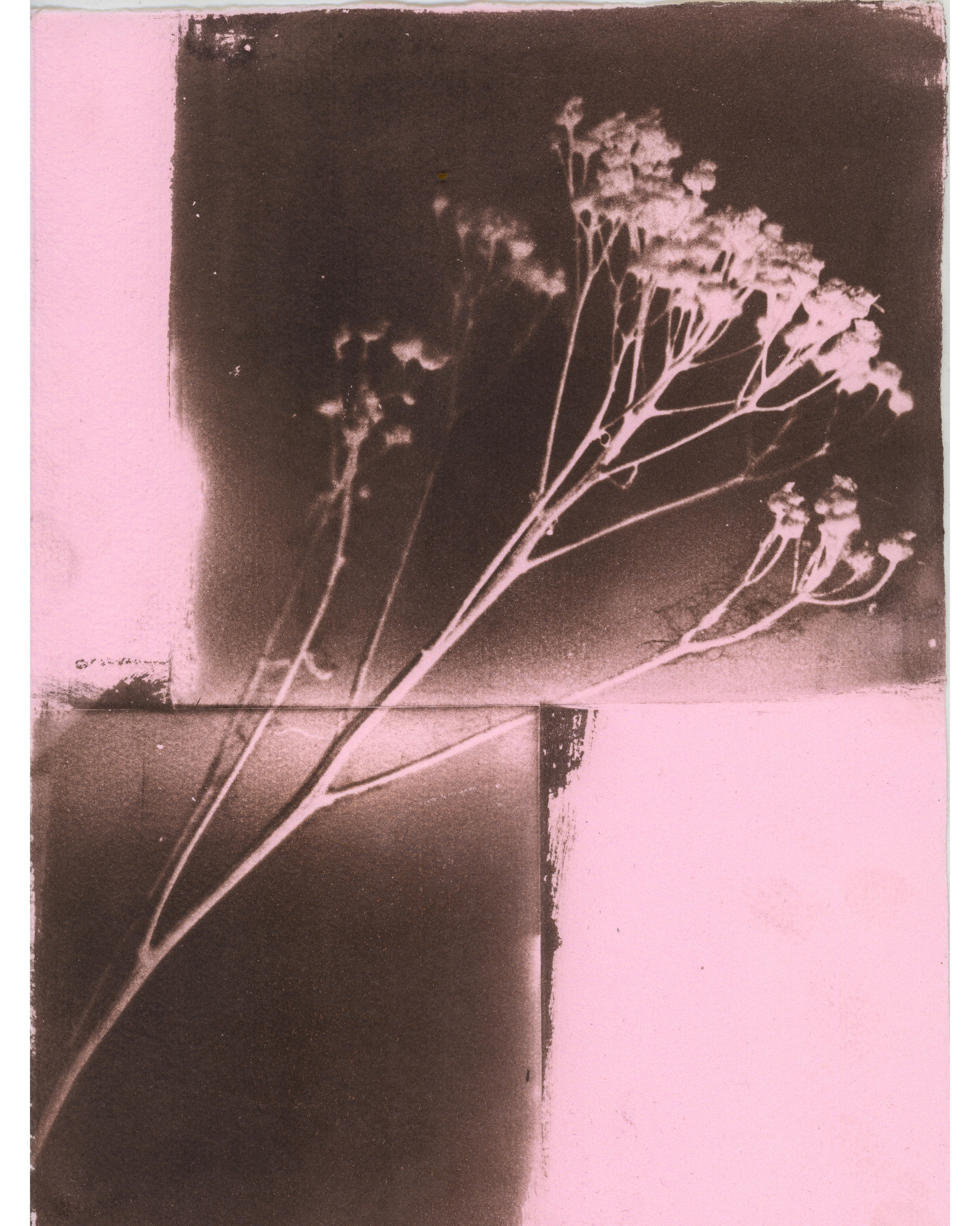 Alternative processes | gumoil | cyanotype | van dyke. Darkroom aesthetics