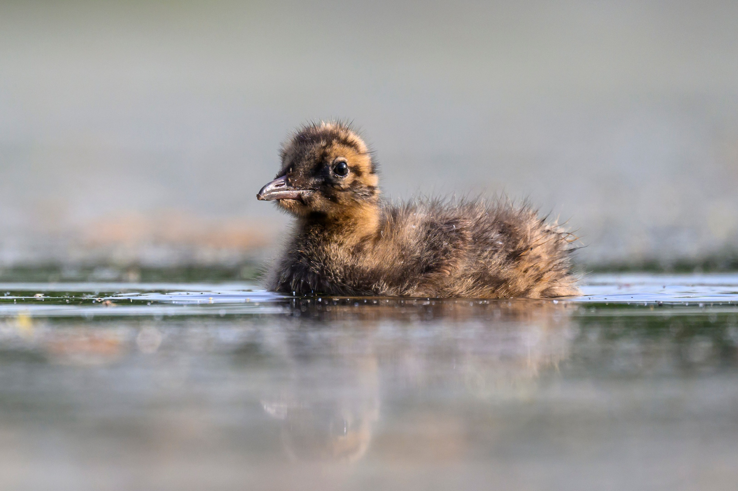 На болоте. Wildlife photography by Sergey Puponin