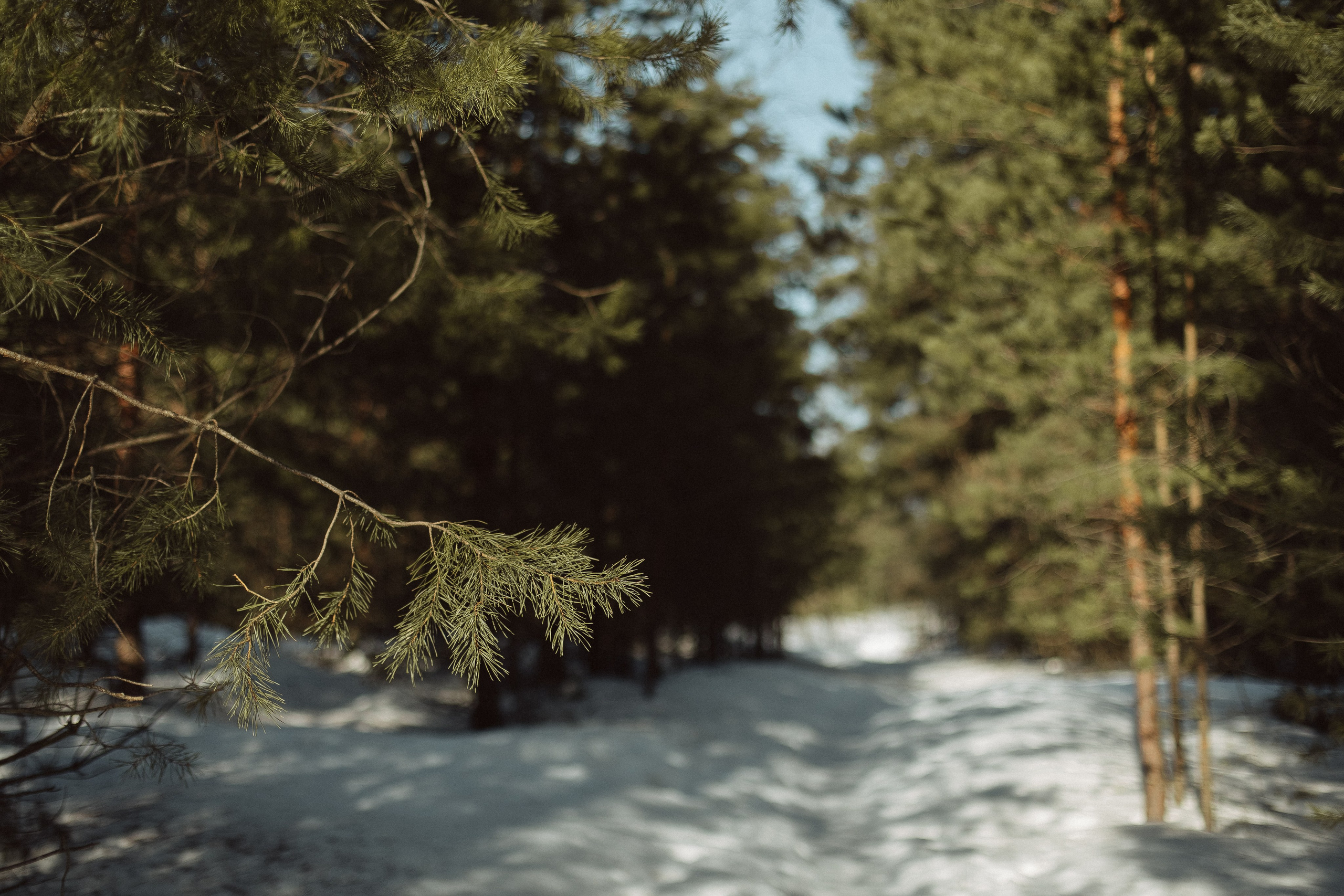 Экопарк ПОЛЯНЫ. Главная