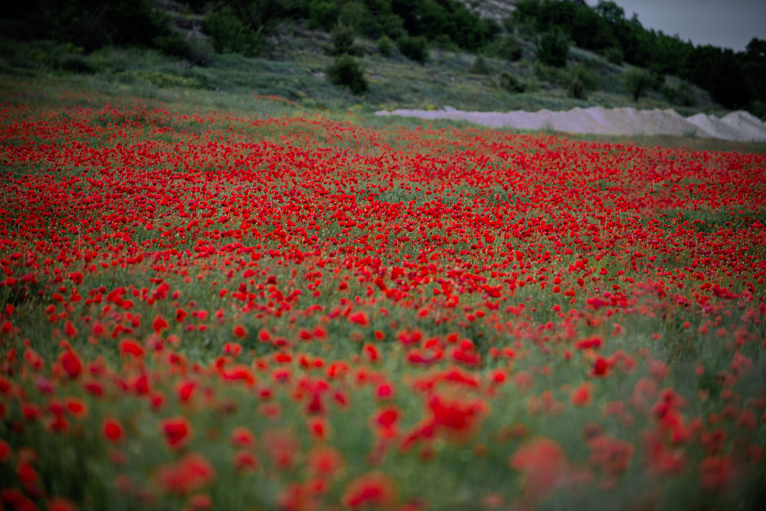 Что цветет в Крыму зимой, весной, летом и осенью. Семейный фотограф в Севастополе и Крыму Александра Погребняк