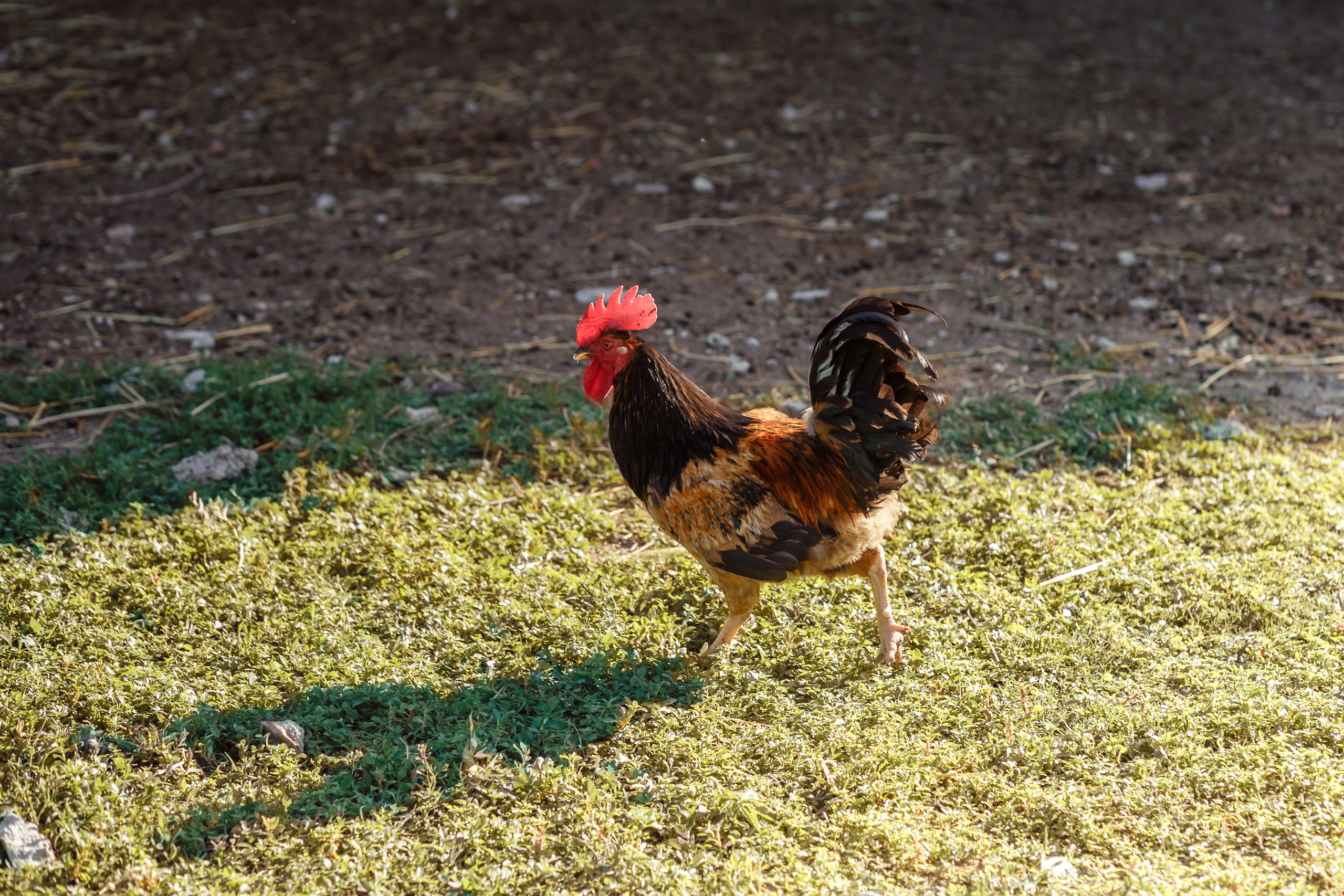 Farm story. Professional family and children’s photographer in Izmir Irina Eron