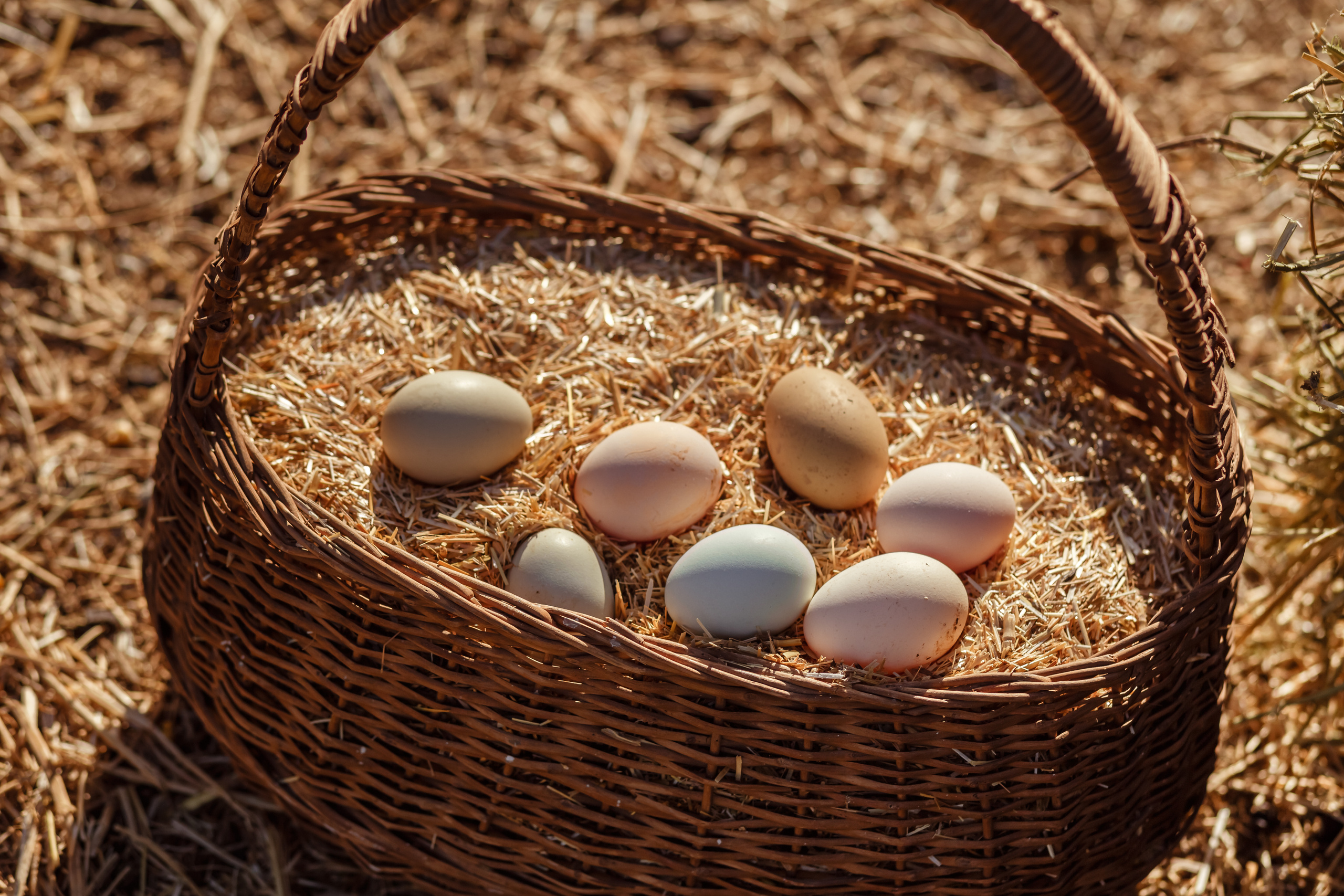 Farm story. Professional family and children’s photographer in Izmir Irina Eron