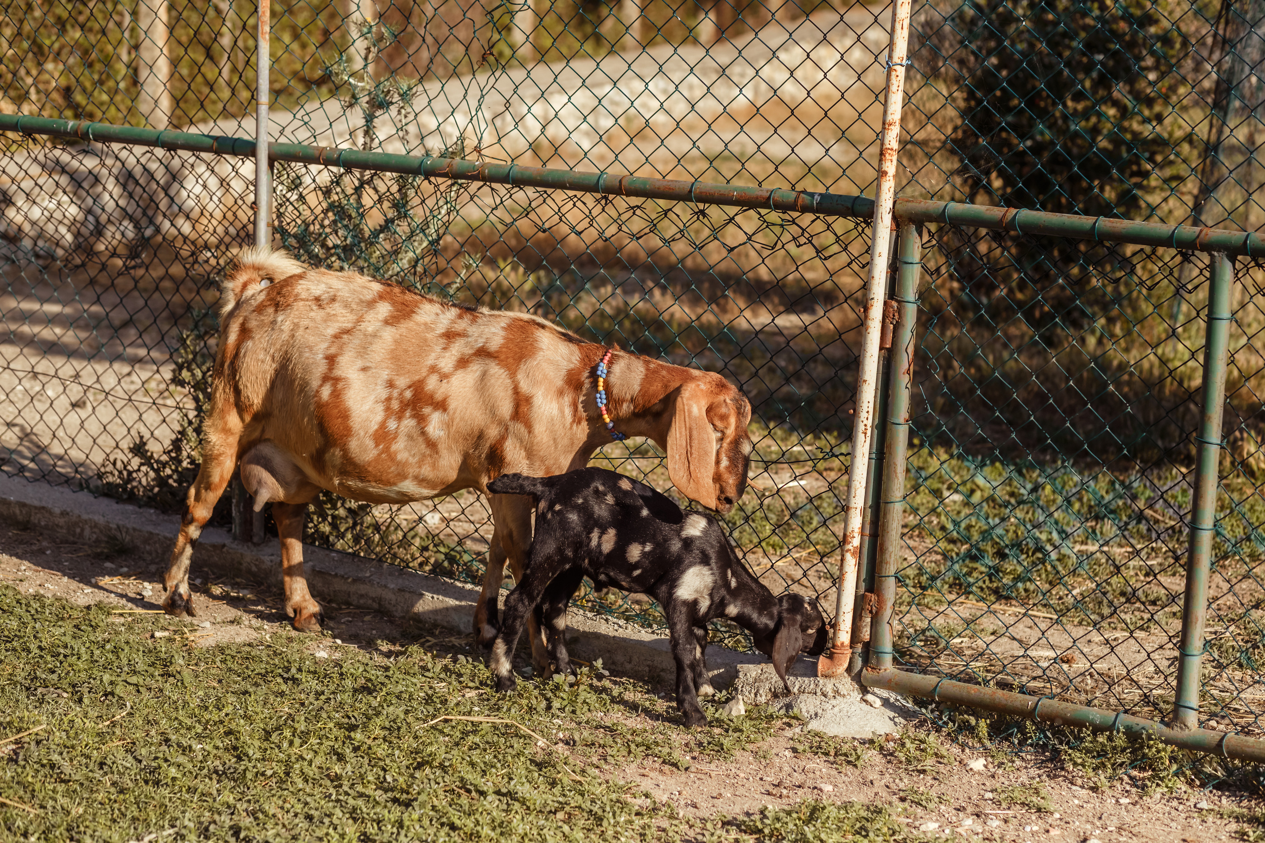 Farm photo shoot with a baby goat. Professional family and children’s photographer in Izmir Irina Eron
