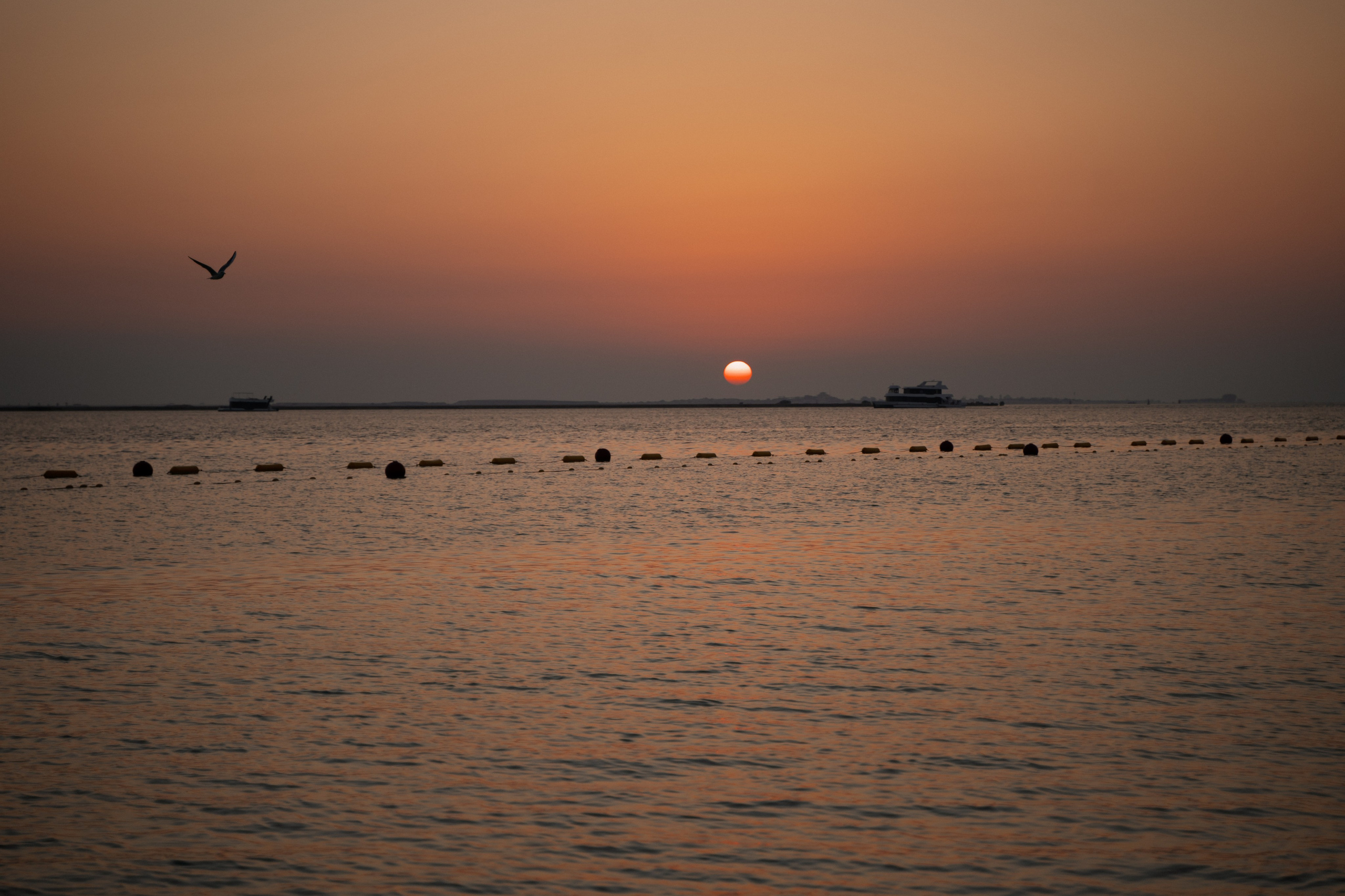 Alisa, cactuses and sunset