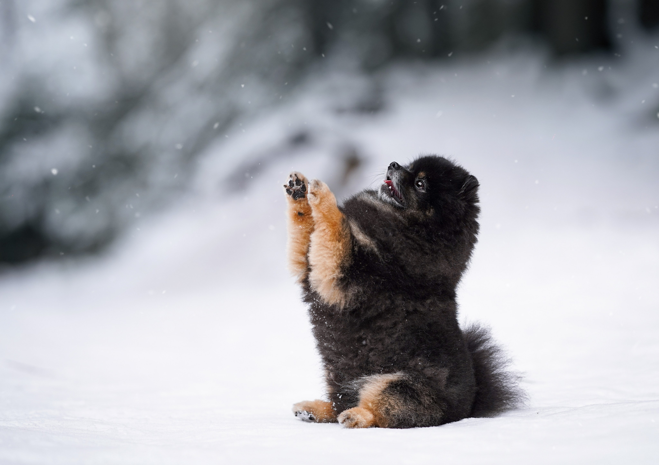 Бенчи и Арчи. Фотограф-анималист в Санкт-Петербурге Яна Мартынова