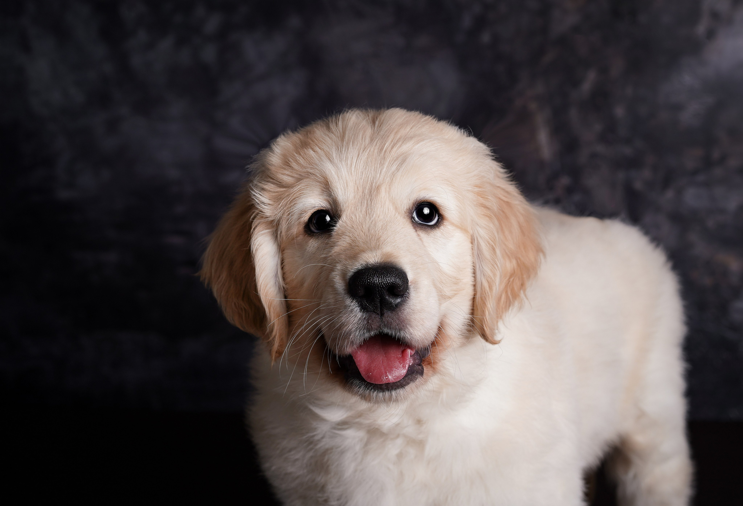 Щенок голдена. Фотограф-анималист в Санкт-Петербурге Яна Мартынова