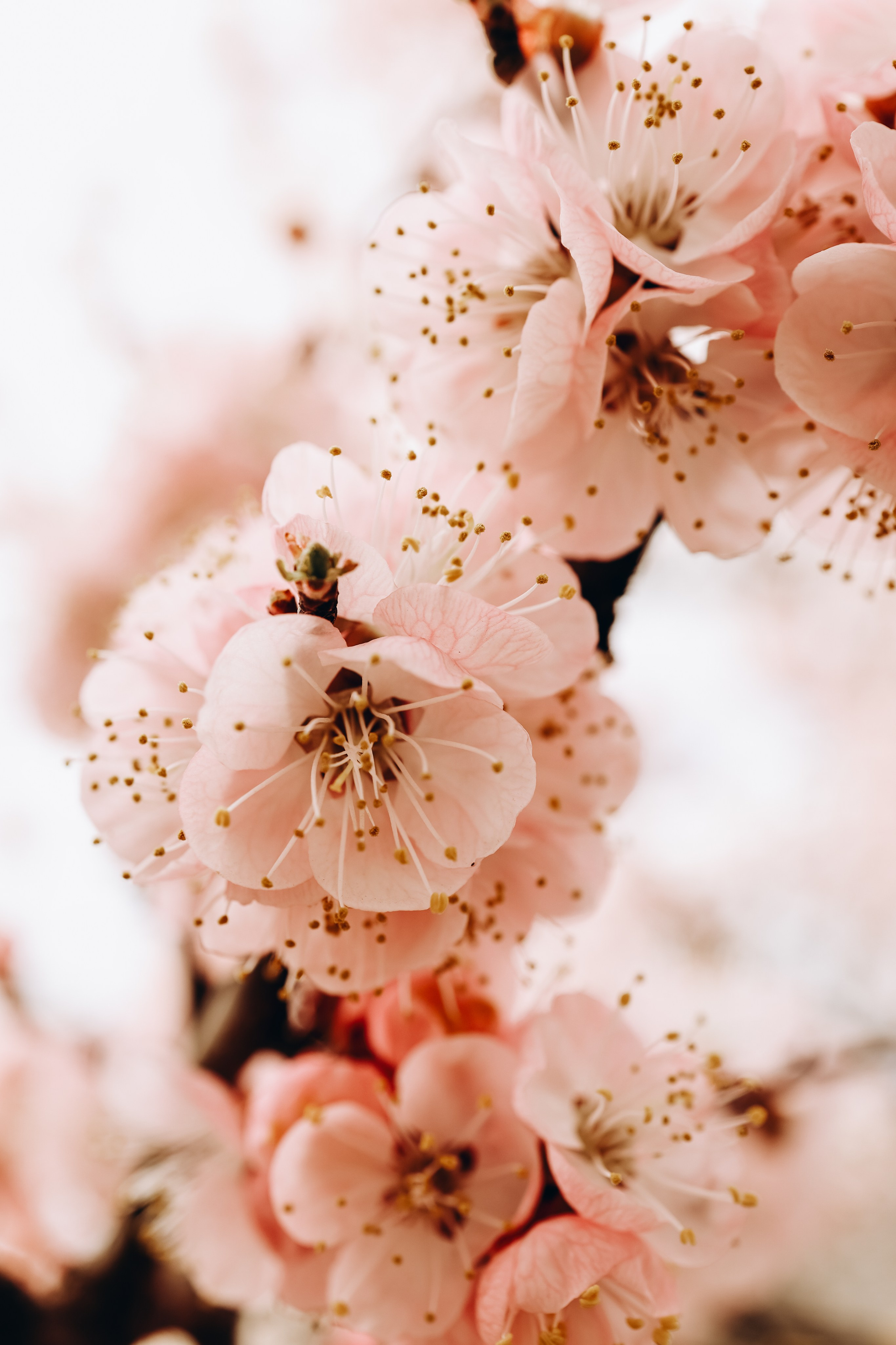 Снежана. Свадебный и семейный фотограф в Воронеже Ксения Воротникова