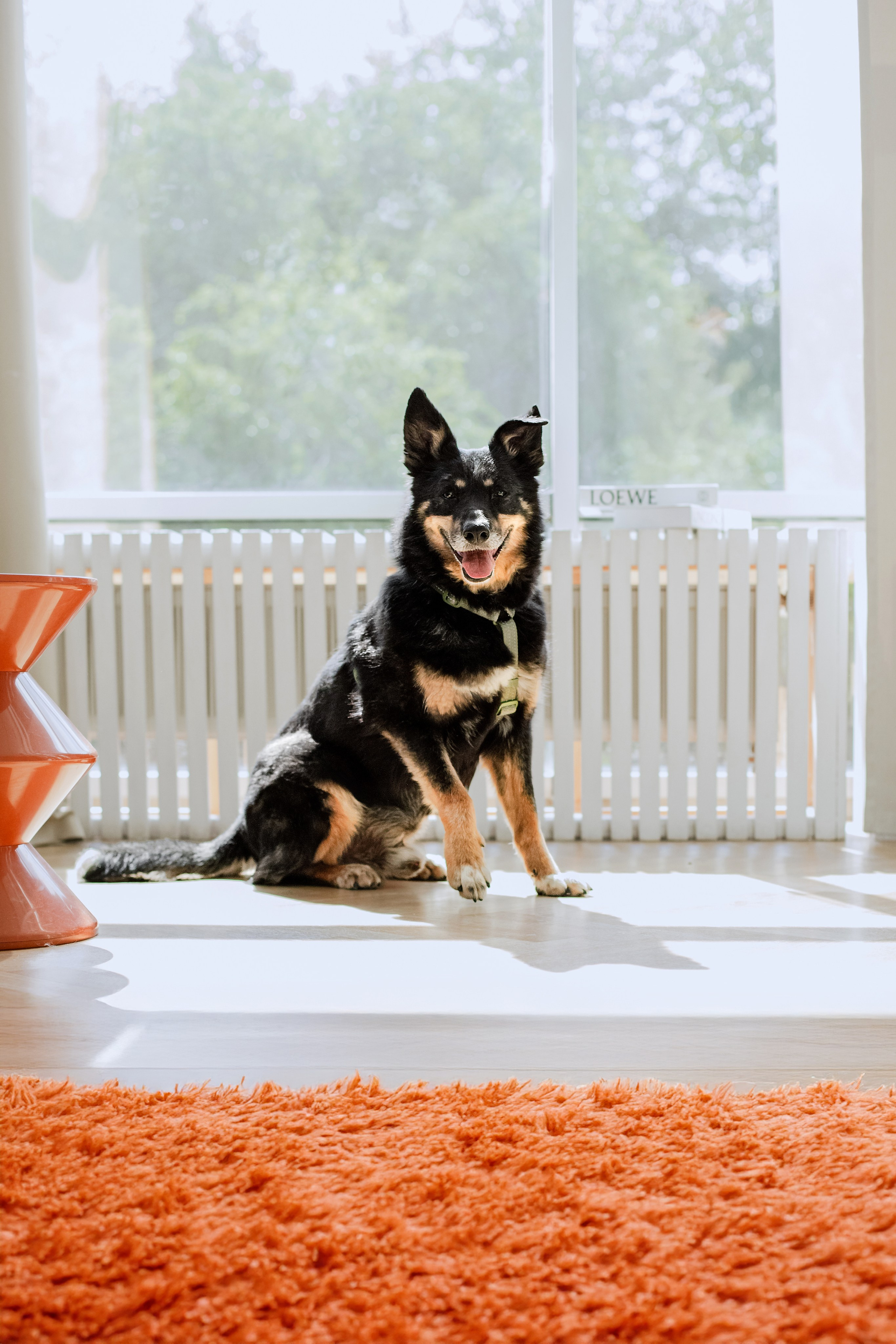 Студия лето 2025. Фотограф-анималист Татьяна Степанова