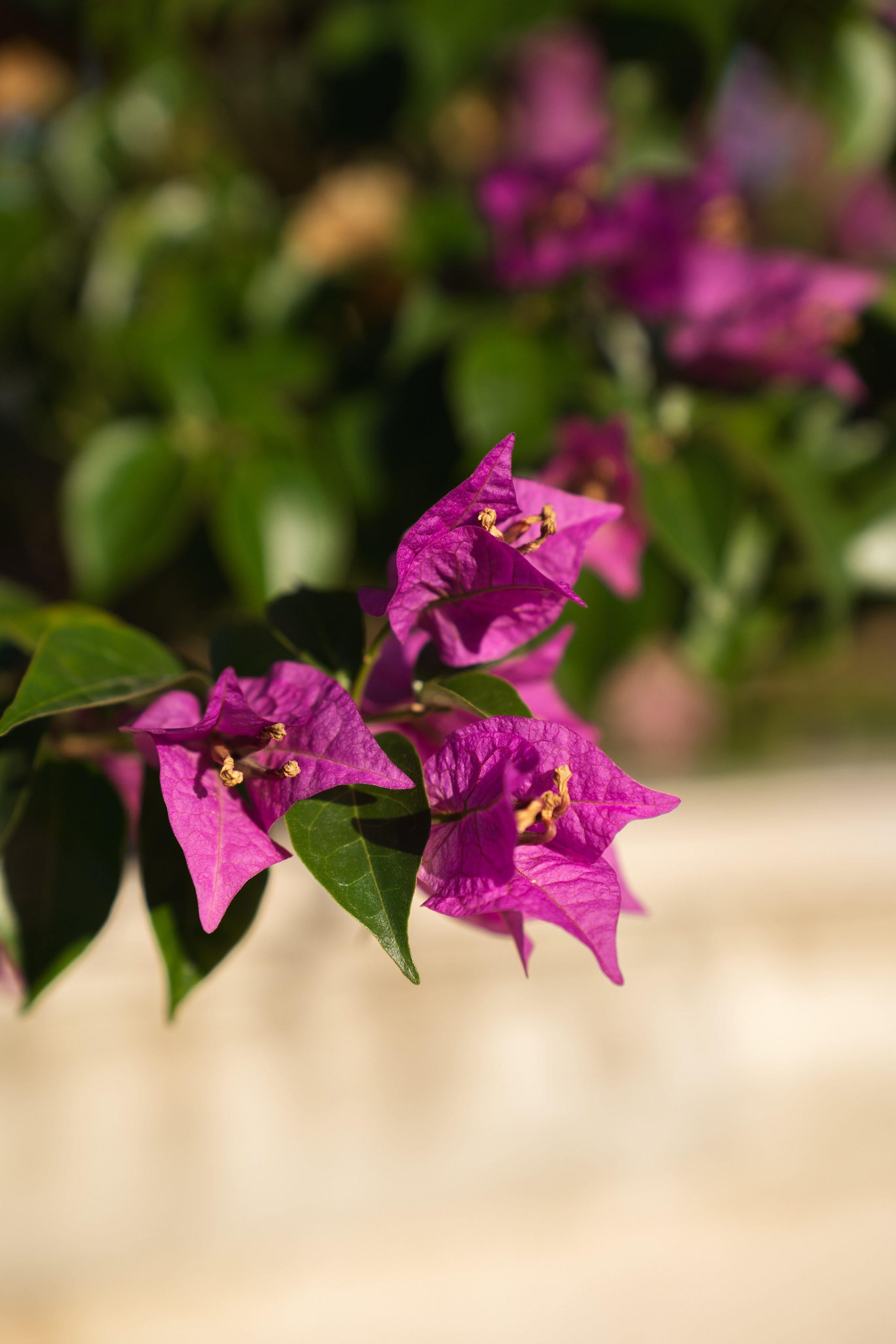 Фотографии из поездки в Абхазию. Предметный фотограф Санкт-Петербург