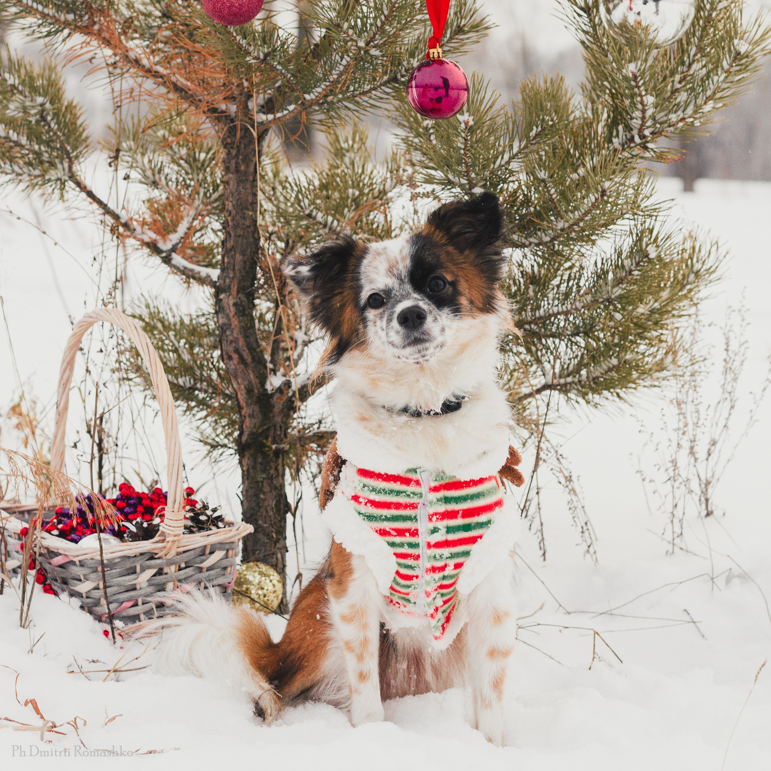 Анималистка. Фотограф Дмитрий Ромашко