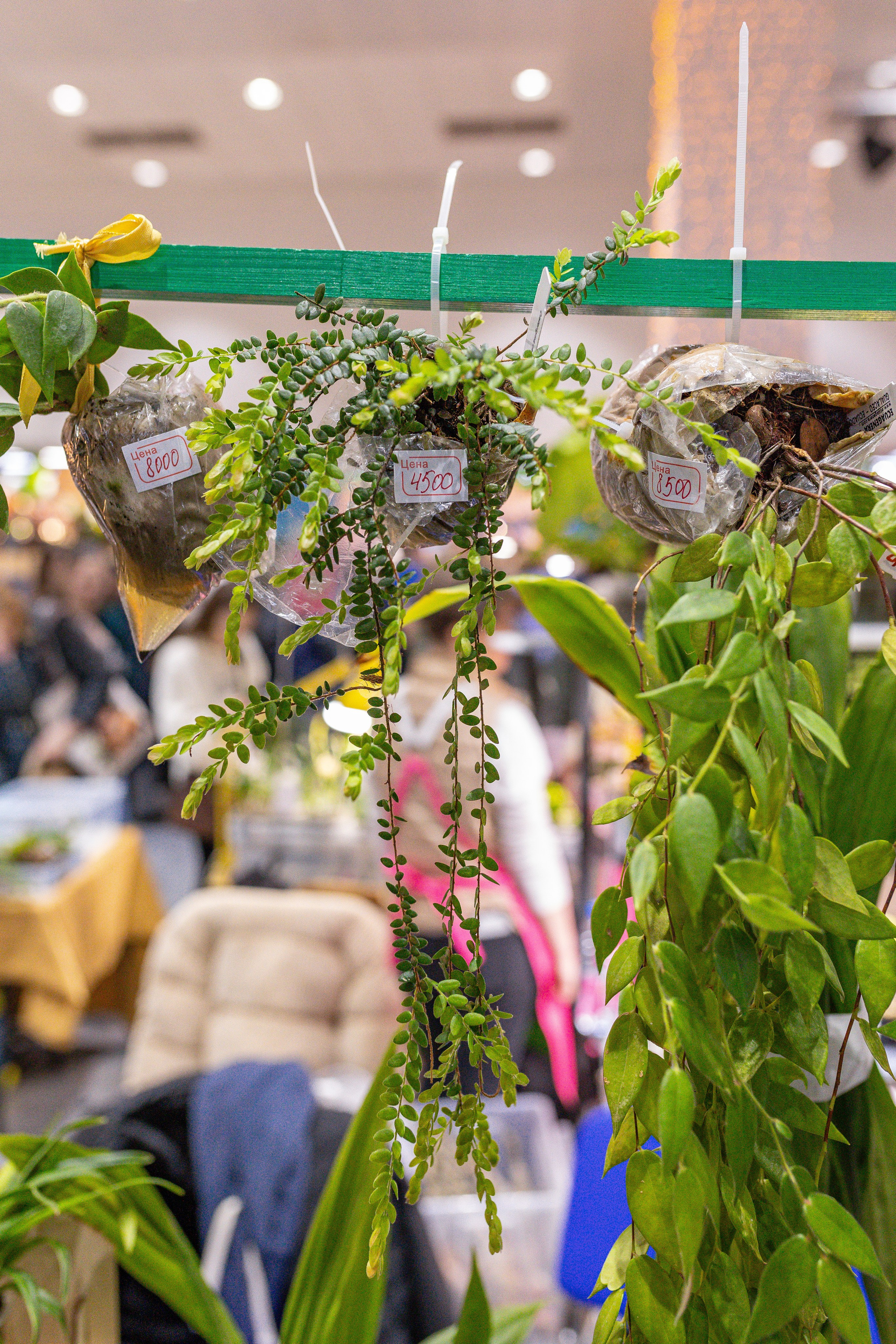 Орхидиум 12.2025. Александра Куликова фотограф, Москва