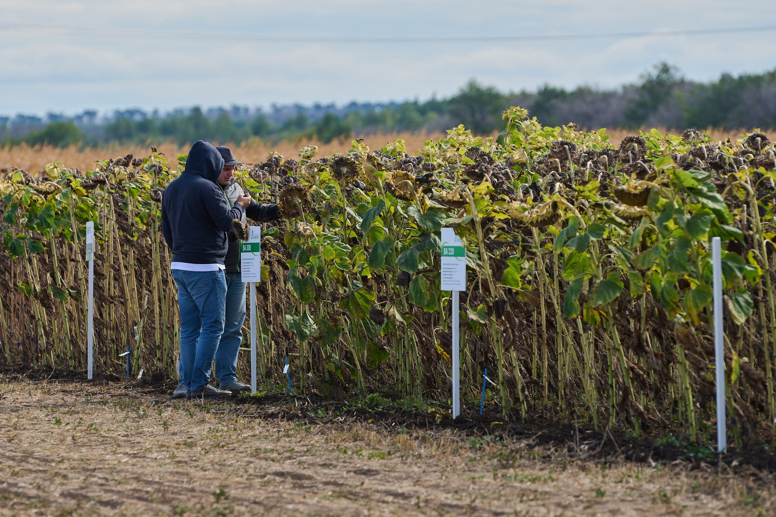 Самарский День поля 2025. Фотограф в Самаре