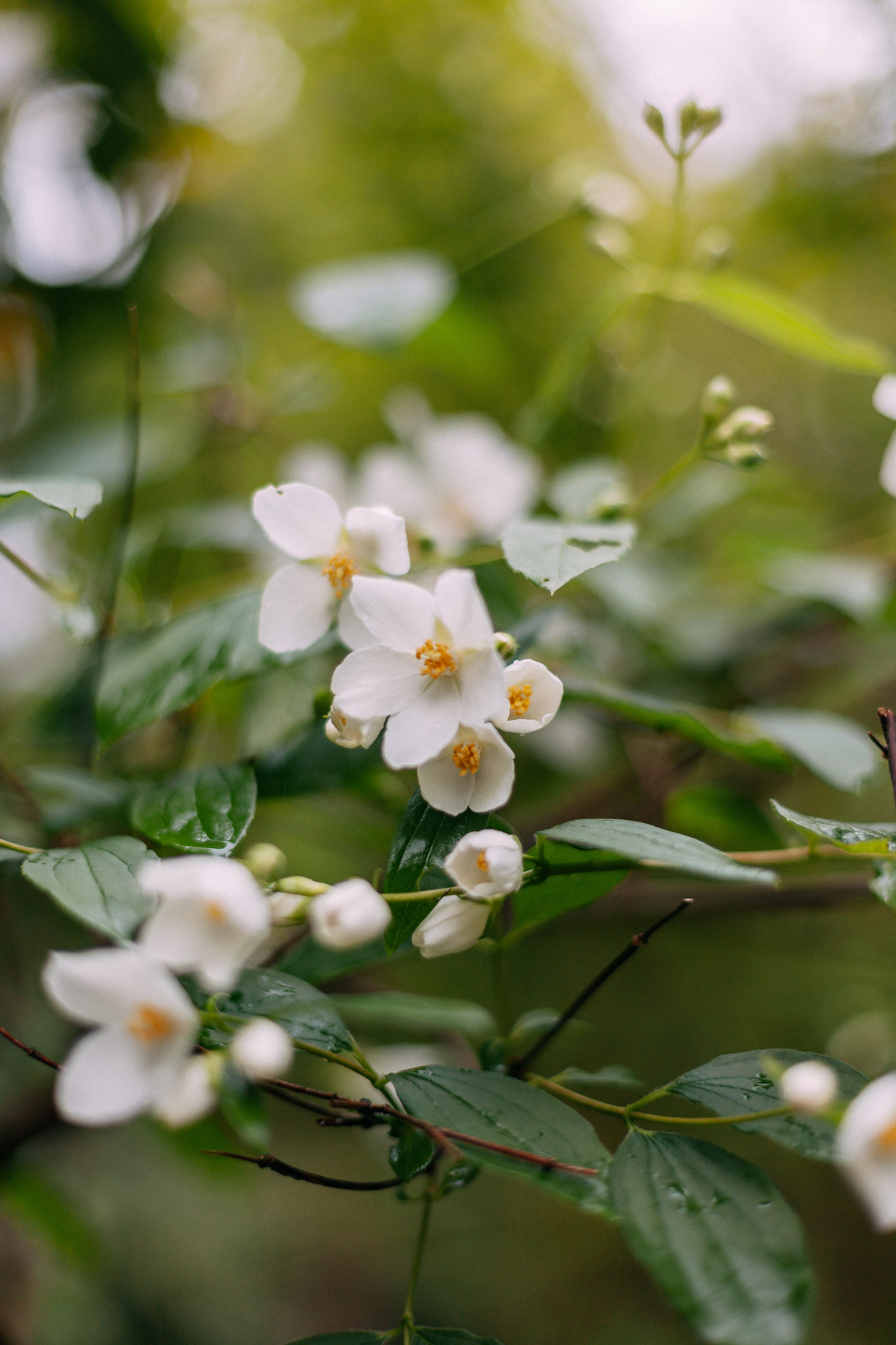 Сочи. Аня Степанова