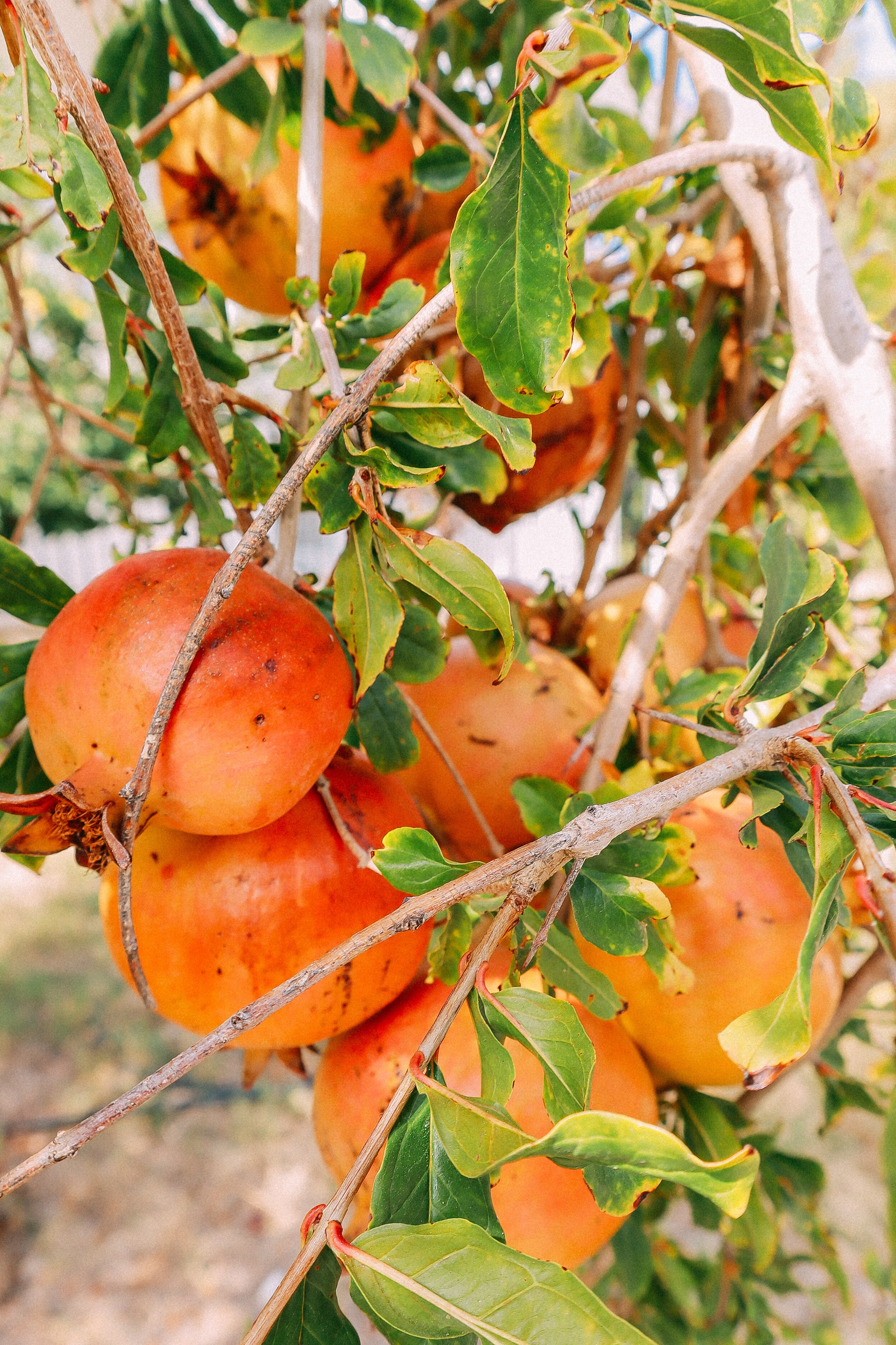 Крит. Аня Степанова