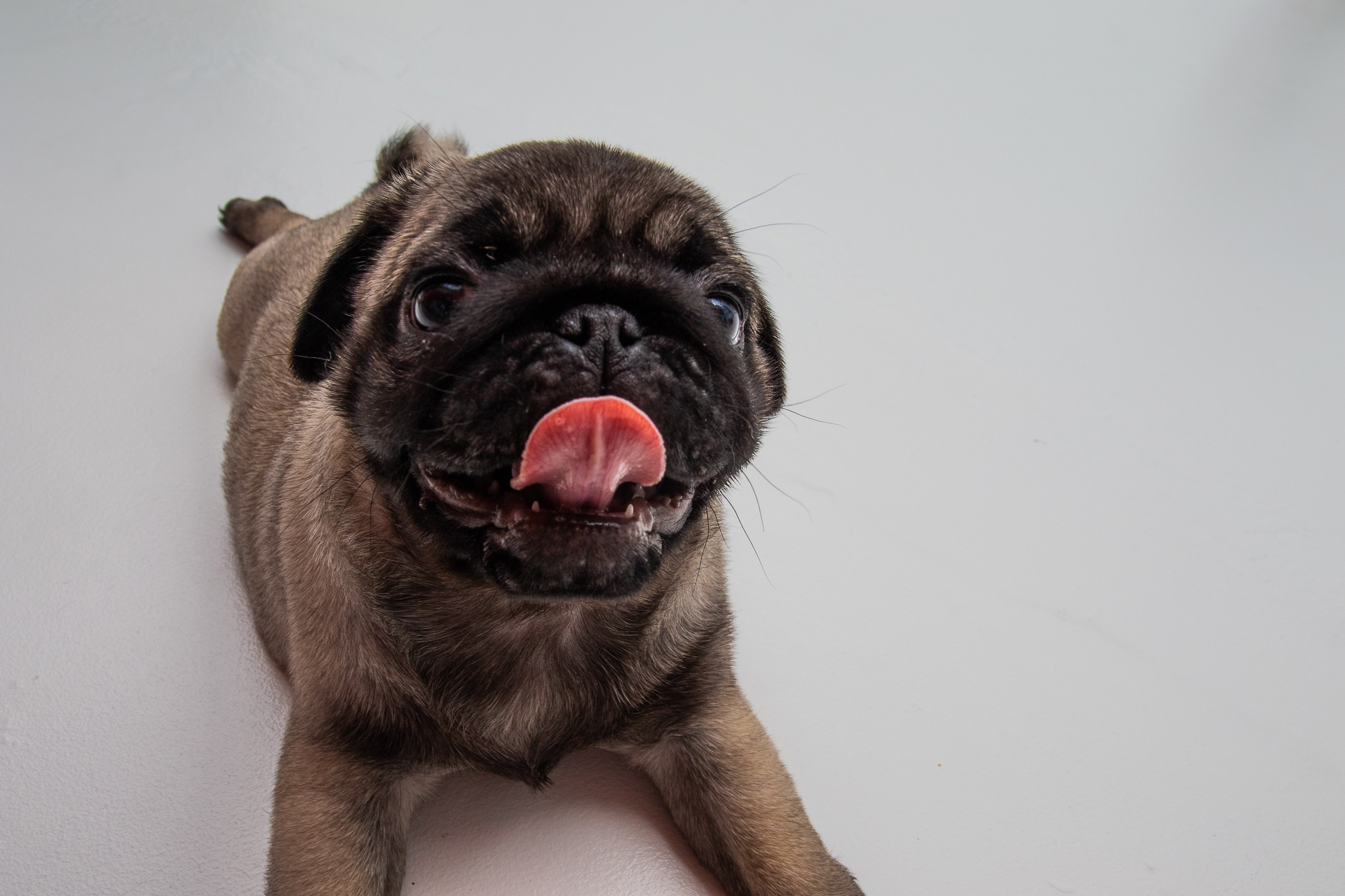 Мопсы Малыши. Фотограф-Видеограф Первоуральск, Екатеринбург Бондырева Юлия