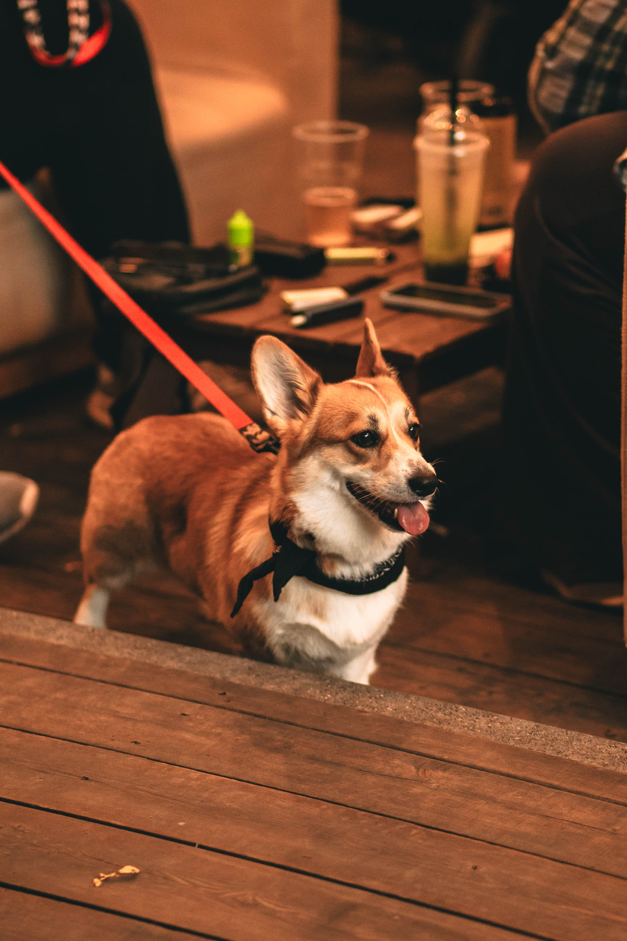 Pet-Party + Live-music |Парк Культуры. Фотограф в Ставрополе Алина Клочкова