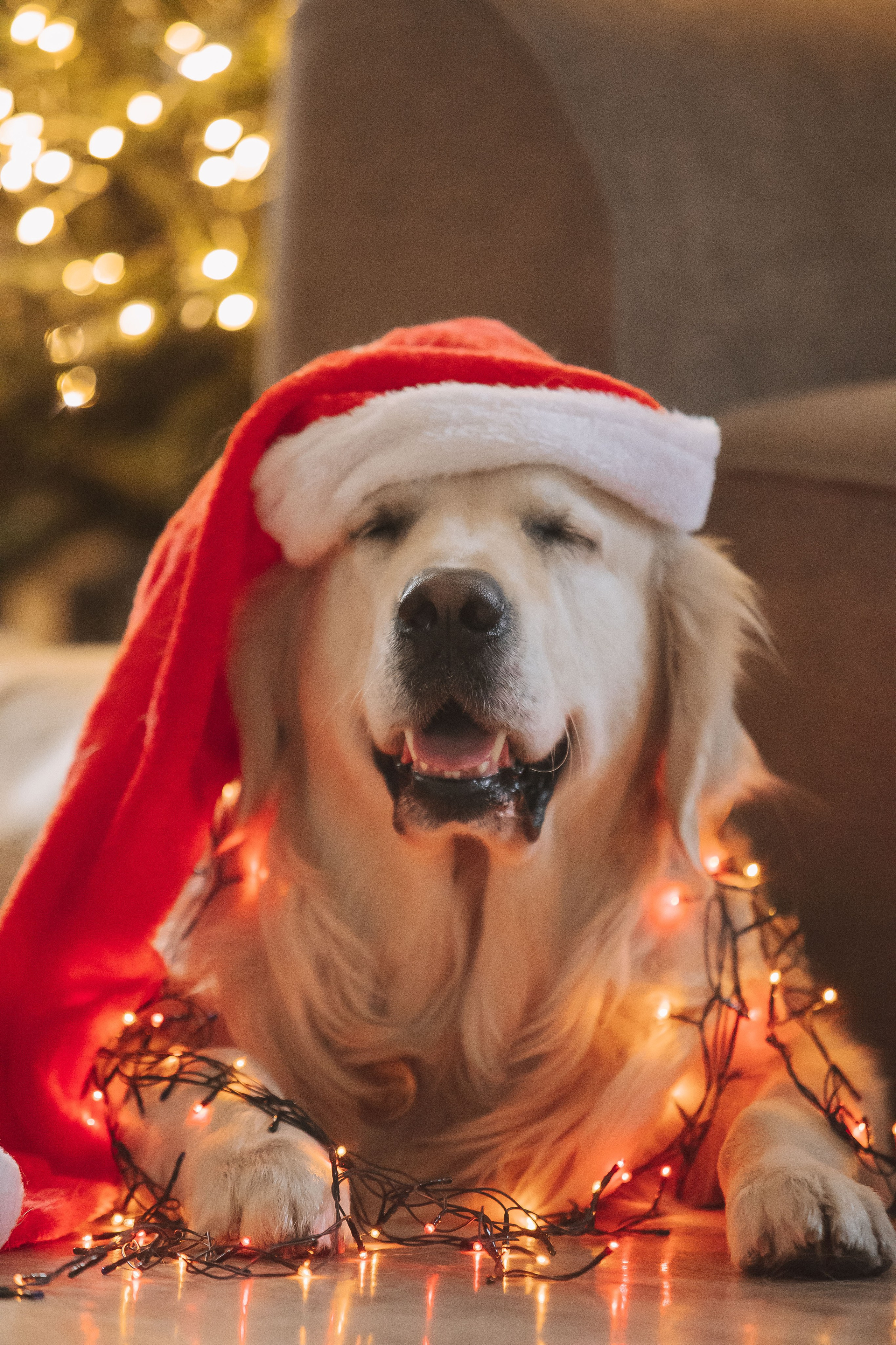 Снежик и Веста, НГ. Свадебный и женский фотограф