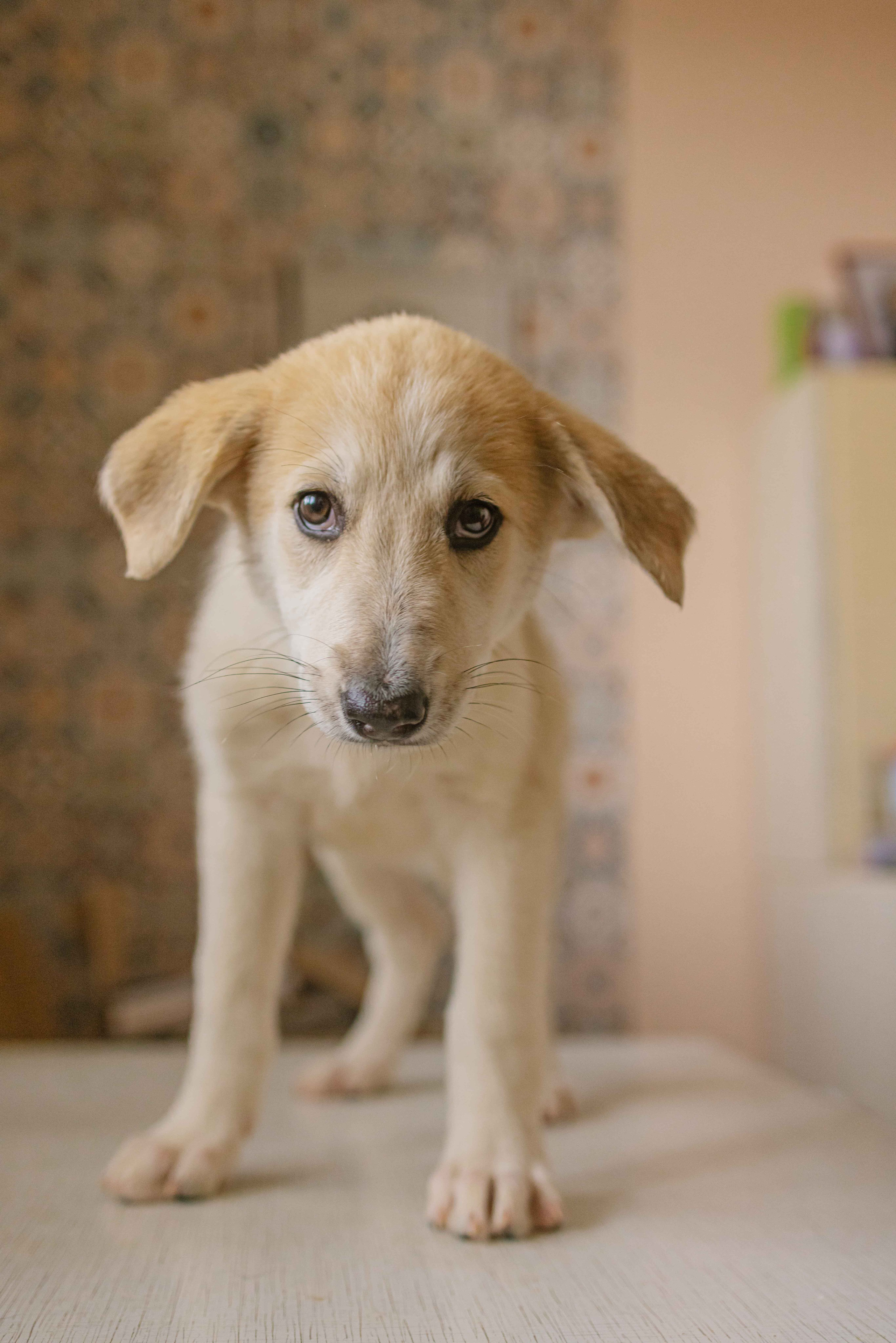 Щеночки на кухне. Фотограф-анималист в Москве Лера Черноног