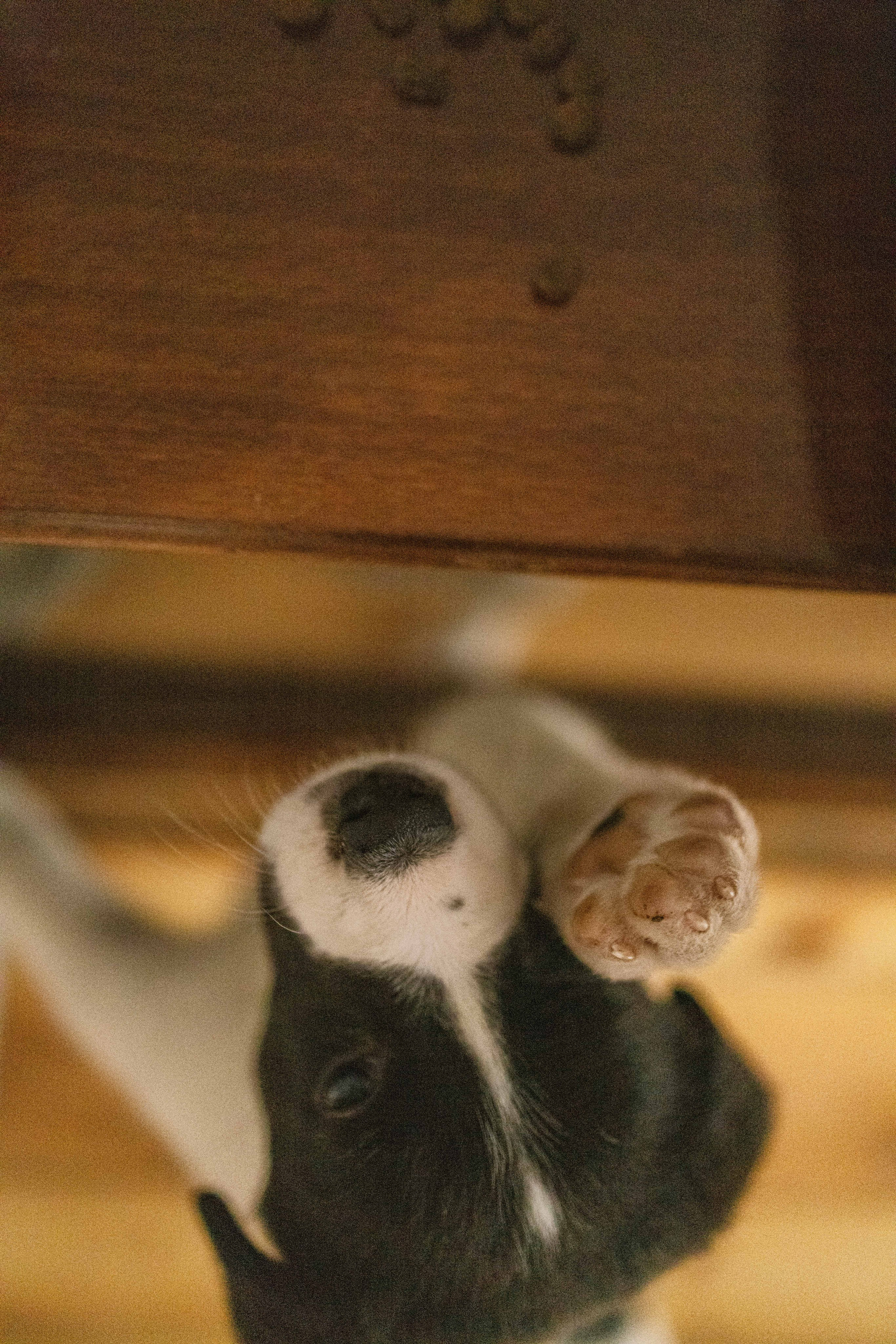 Щеночки. Фотограф-анималист в Москве Лера Черноног