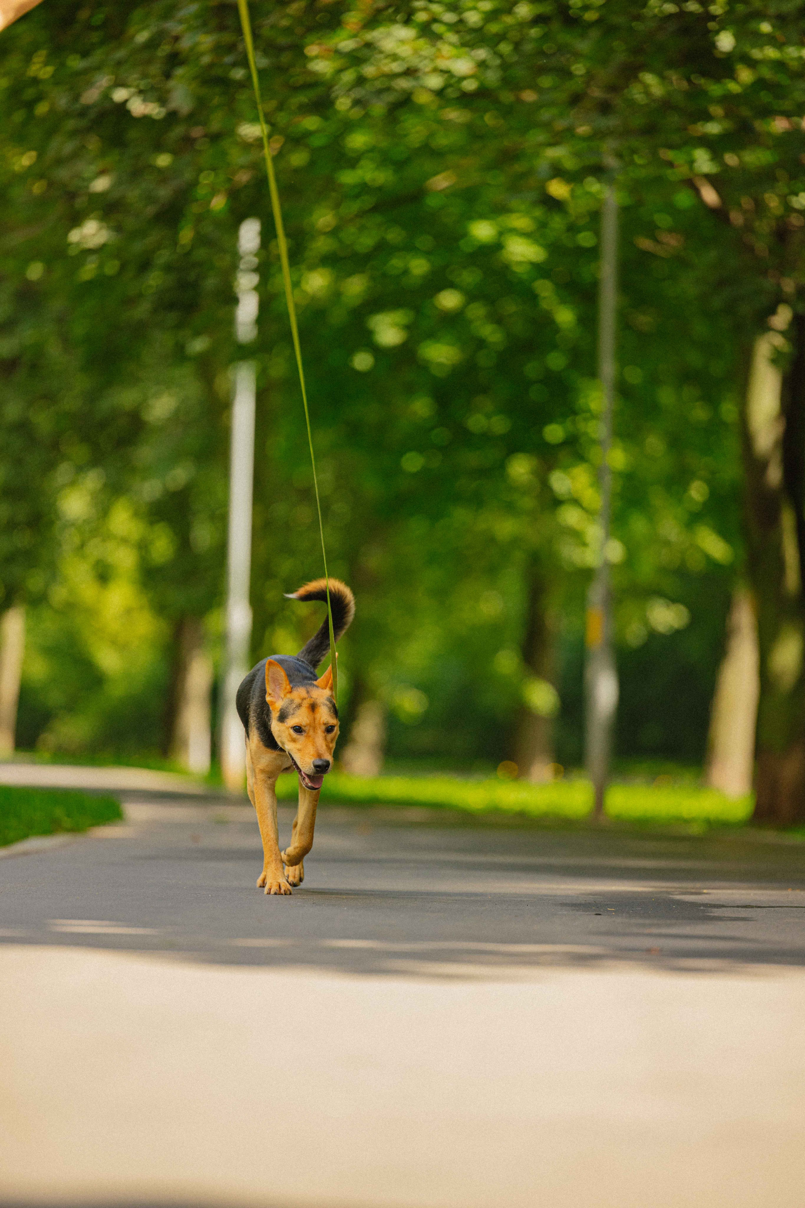 Джеки. Фотограф-анималист в Москве Лера Черноног