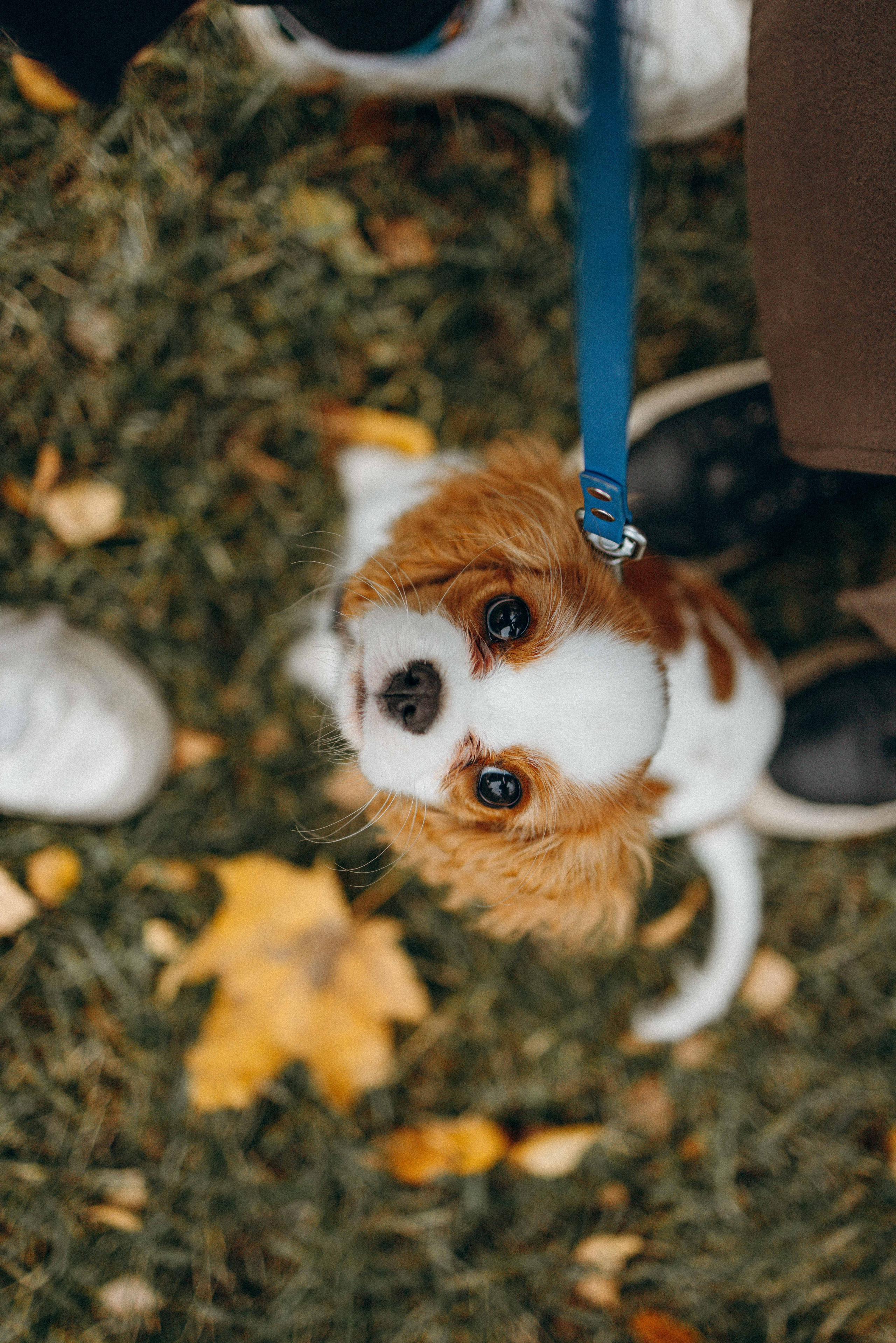 Юля и Кипр. Фотограф-анималист в Москве Лера Черноног