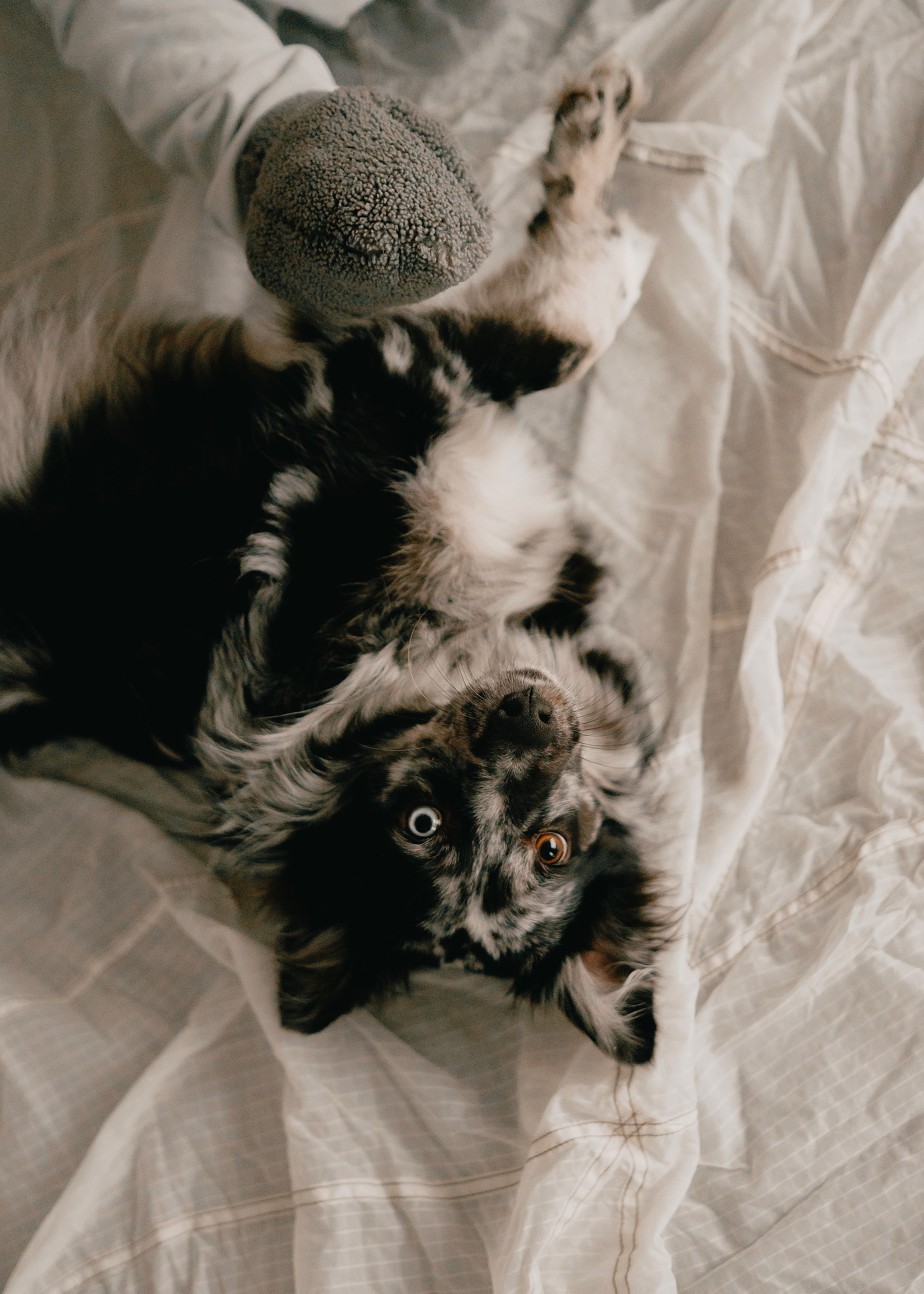 Бублик. Фотограф- анималист Александра Матвеева