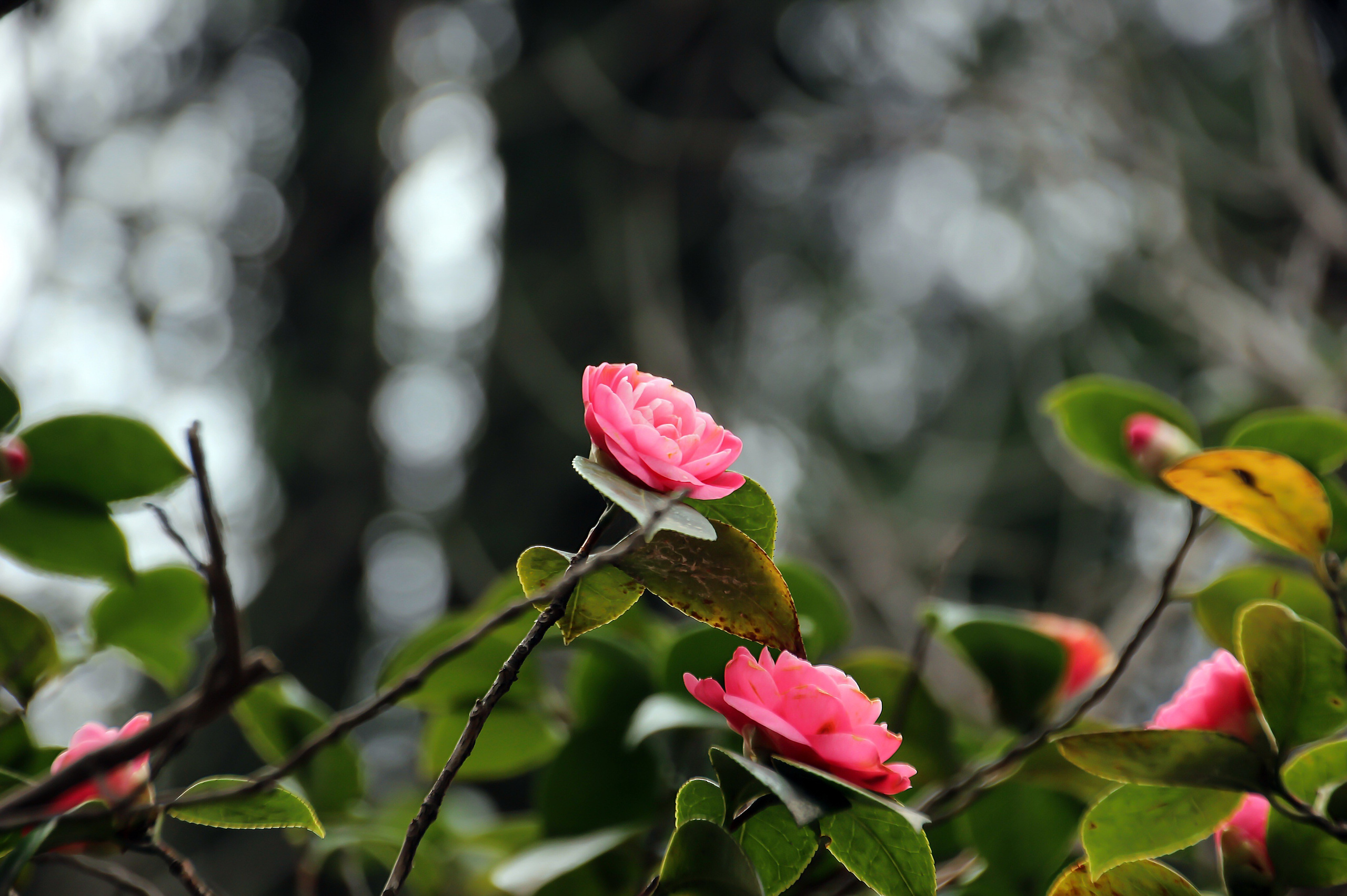 Природа. Polyframe